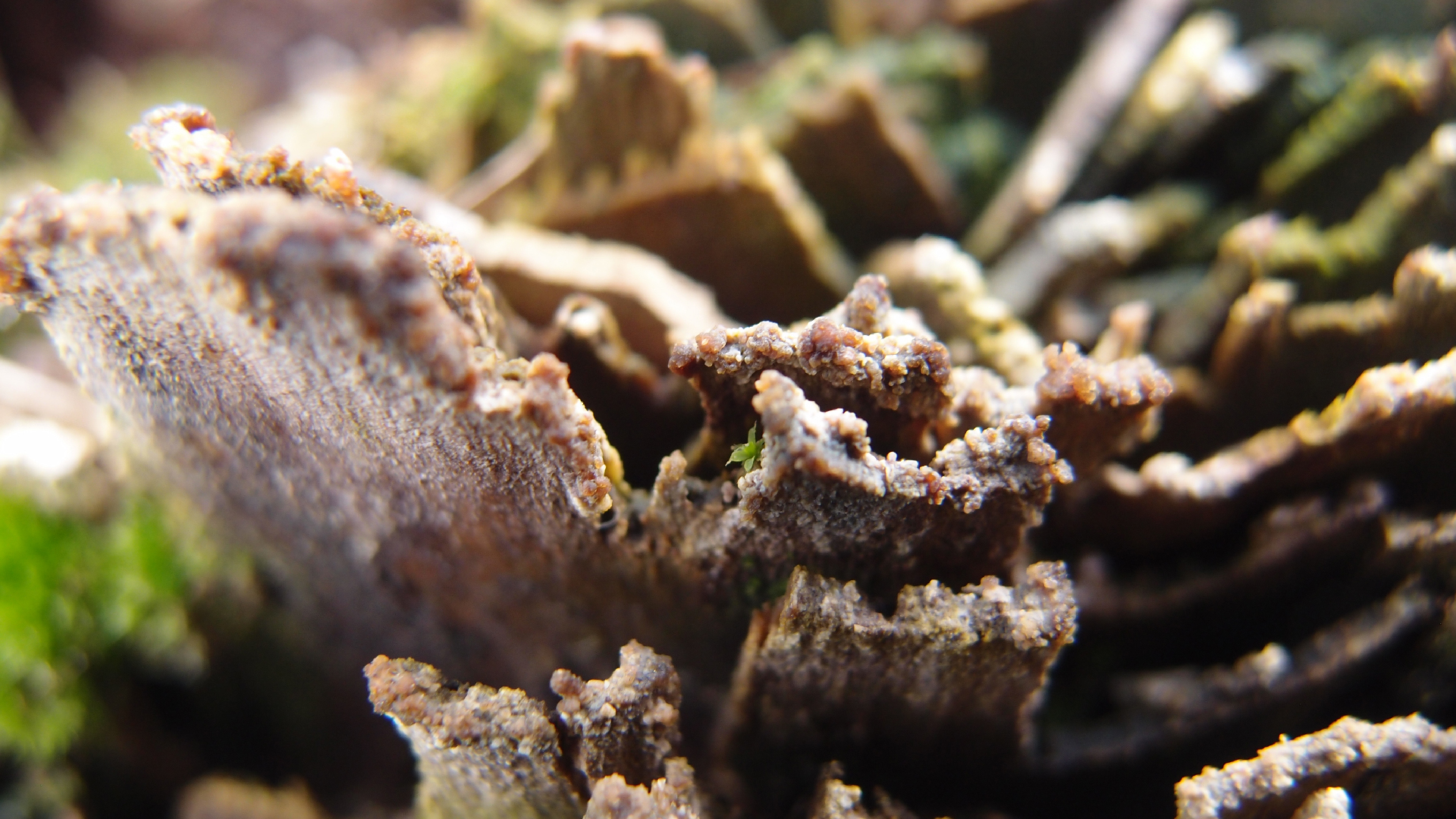 2022-01-28 Das Kleine Regen Rhythmus Orchester (Special Guest: Woodwinds III) (aufm Dach) (Audio, Video)