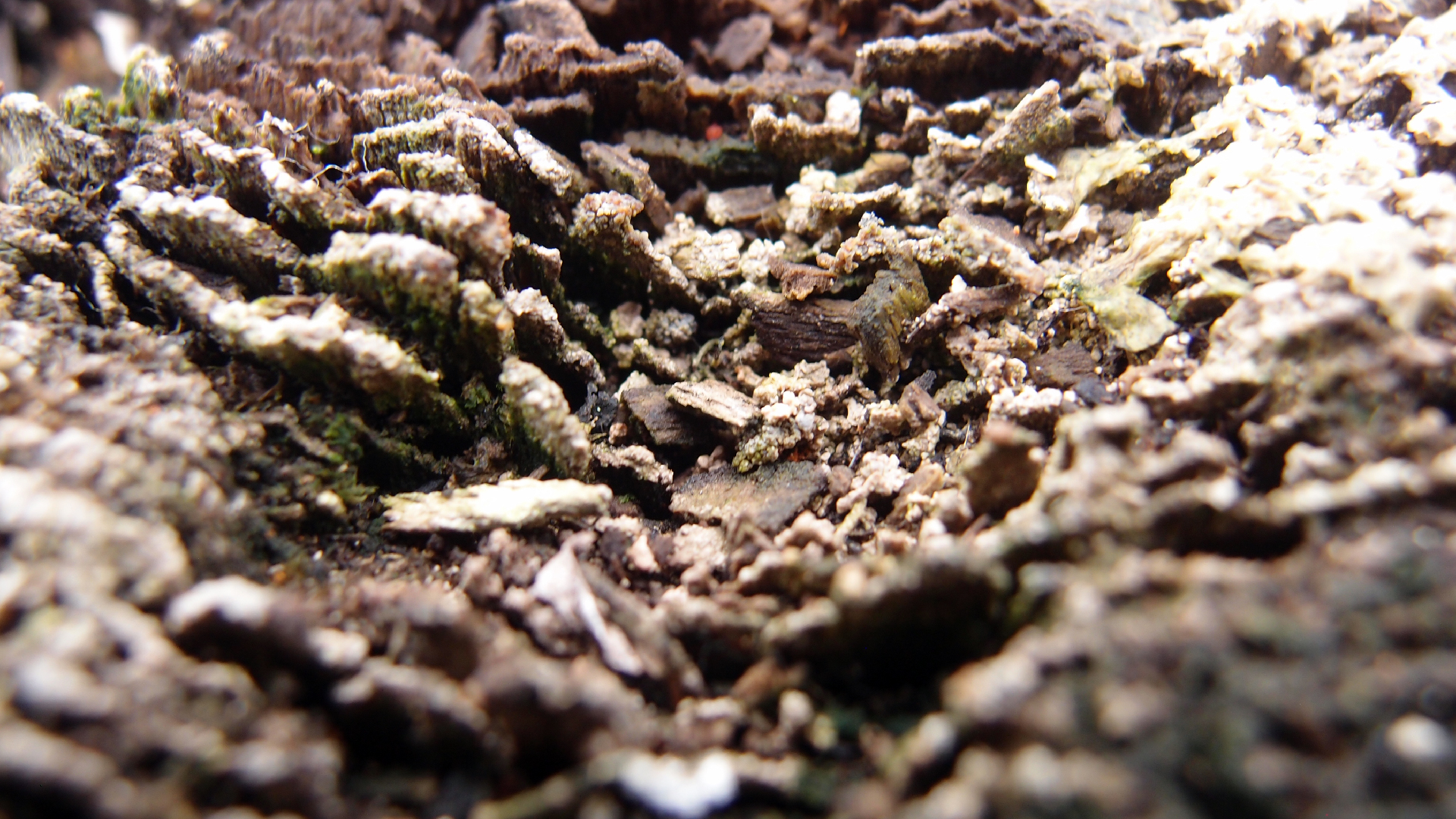 2022-01-28 Das Kleine Regen Rhythmus Orchester (Special Guest: Woodwinds III) (aufm Dach) (Audio, Video)