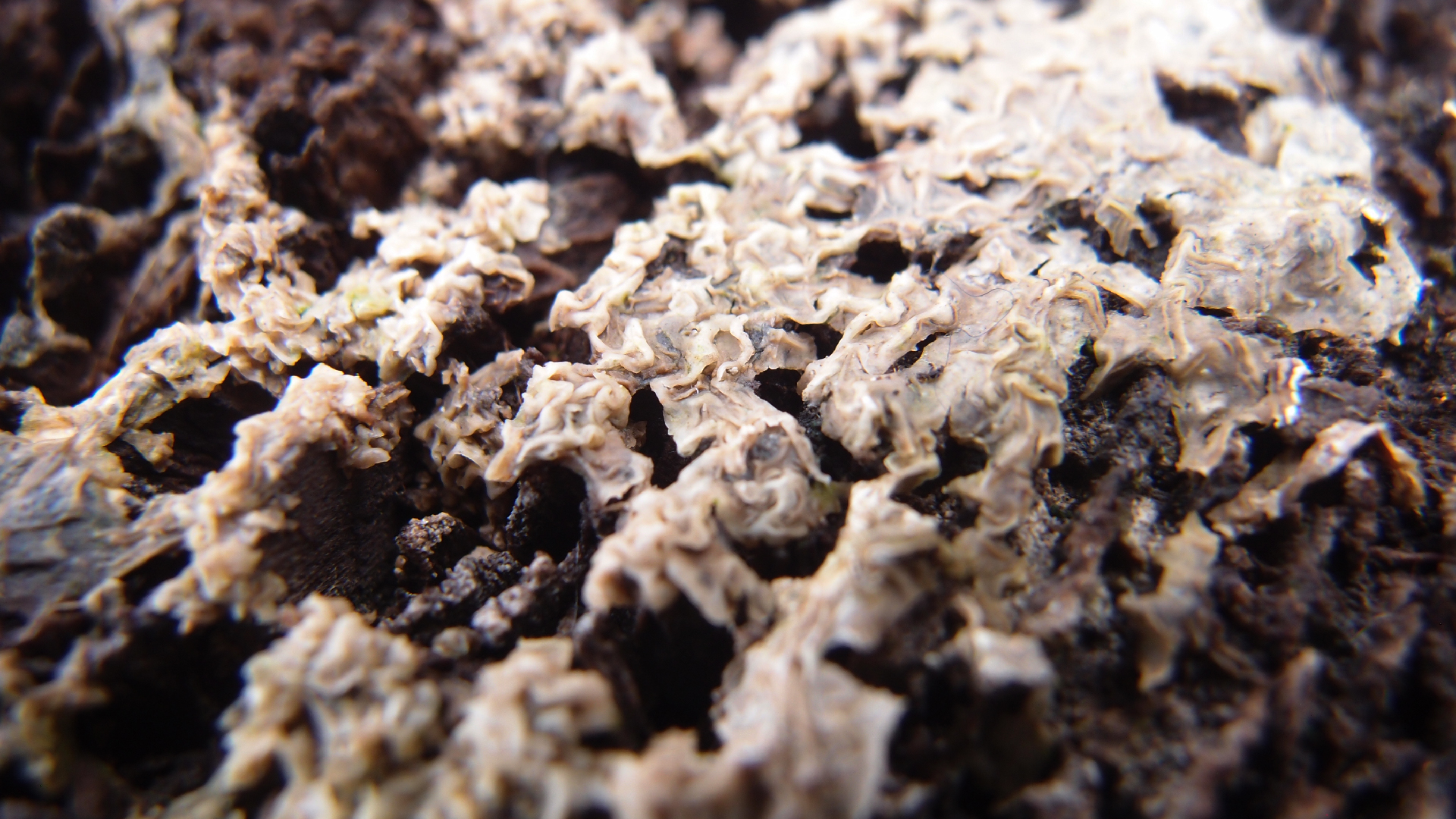 2022-01-28 Das Kleine Regen Rhythmus Orchester (Special Guest: Woodwinds III) (aufm Dach) (Audio, Video)