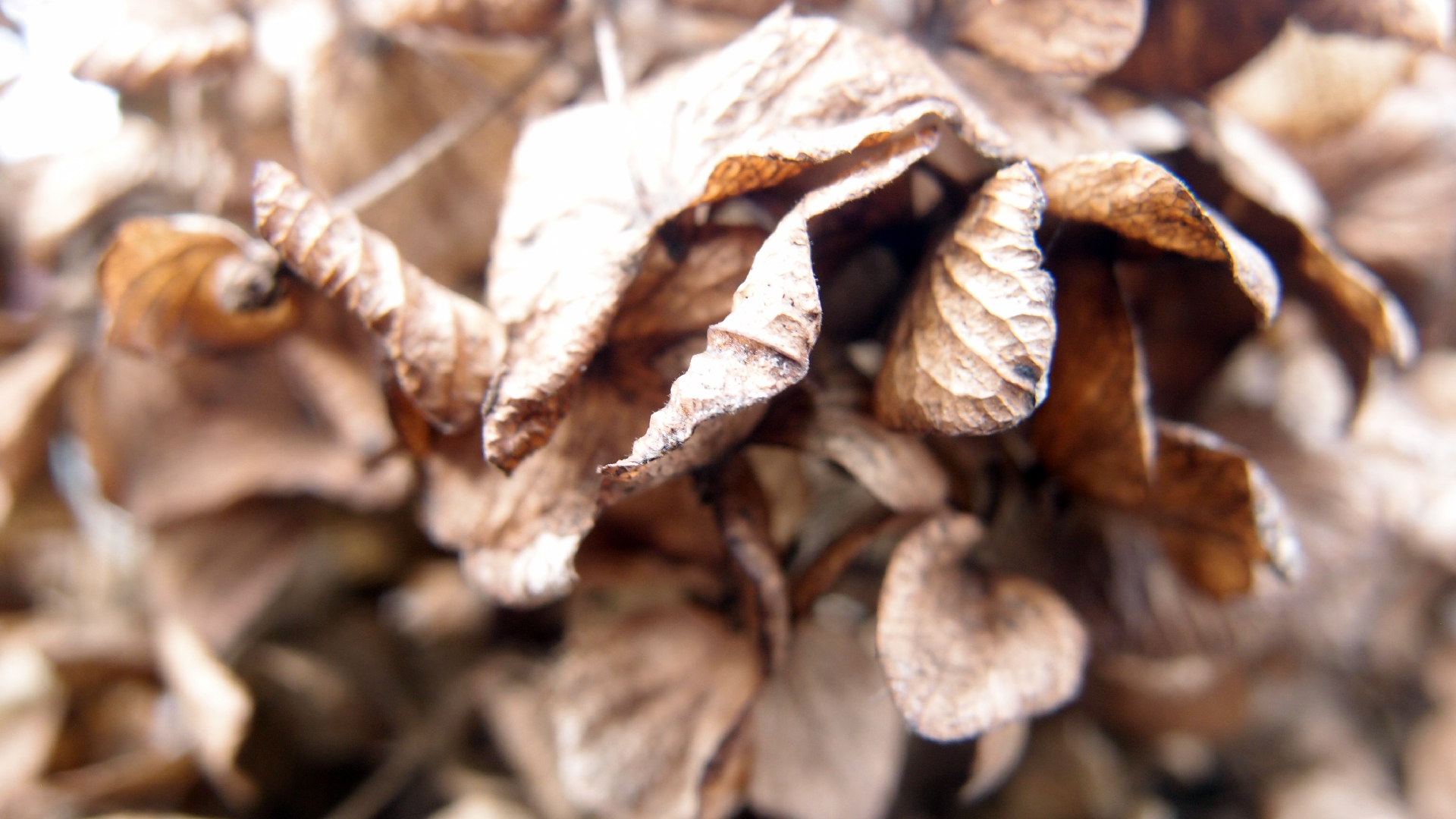 2022-01-28 Das Kleine Regen Rhythmus Orchester (Special Guest: Woodwinds III) (aufm Dach) (Audio, Video)