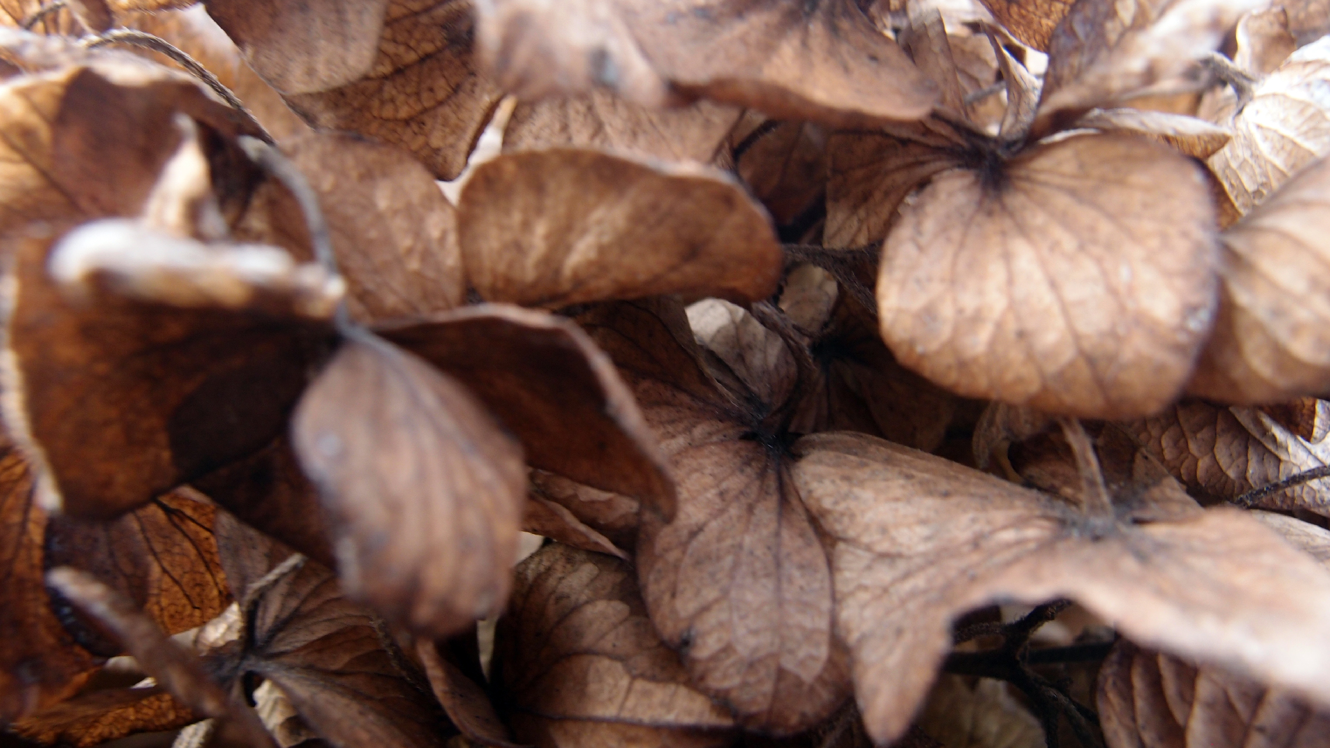 2022-01-28 Das Kleine Regen Rhythmus Orchester (Special Guest: Woodwinds III) (aufm Dach) (Audio, Video)