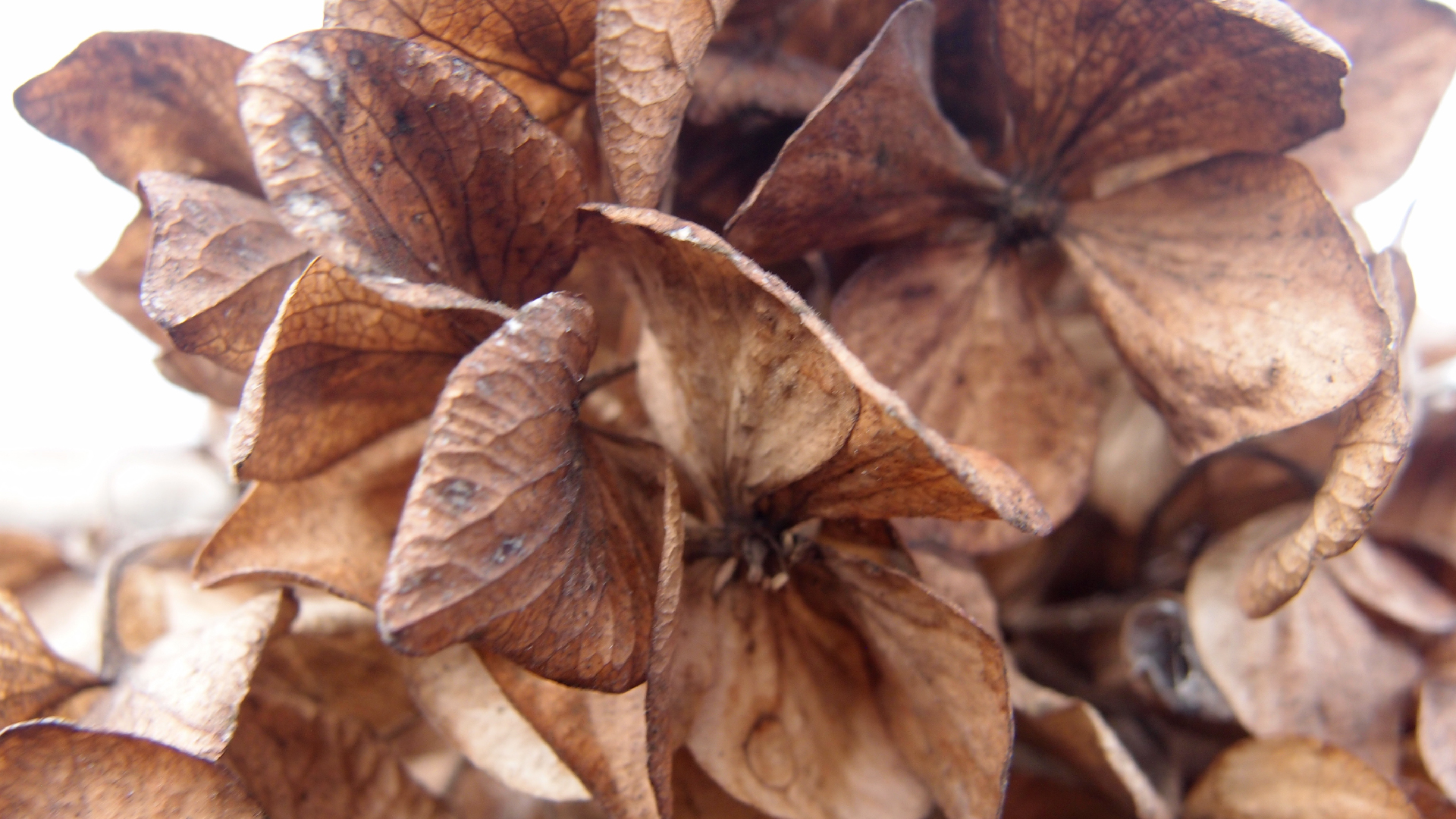 2022-01-28 Das Kleine Regen Rhythmus Orchester (Special Guest: Woodwinds III) (aufm Dach) (Audio, Video)