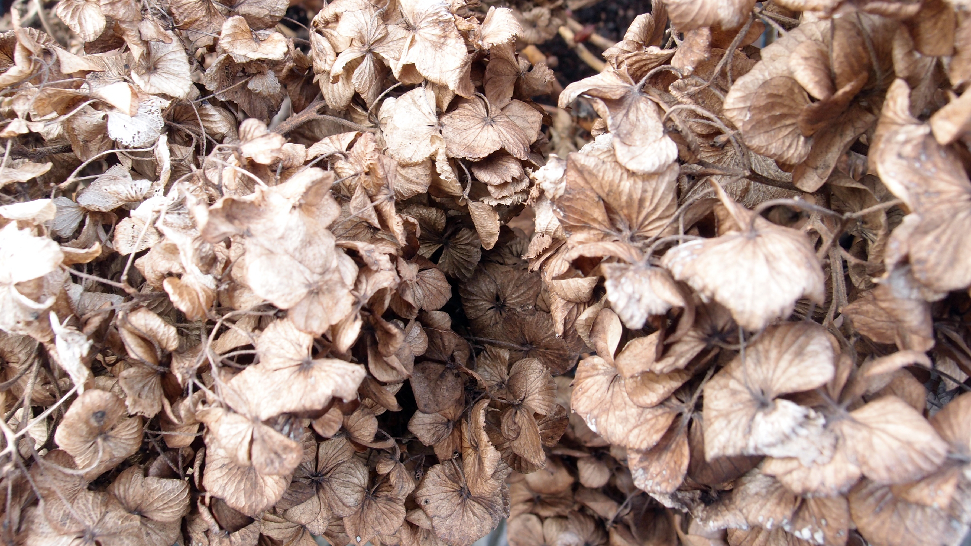 2022-01-28 Das Kleine Regen Rhythmus Orchester (Special Guest: Woodwinds III) (aufm Dach) (Audio, Video)