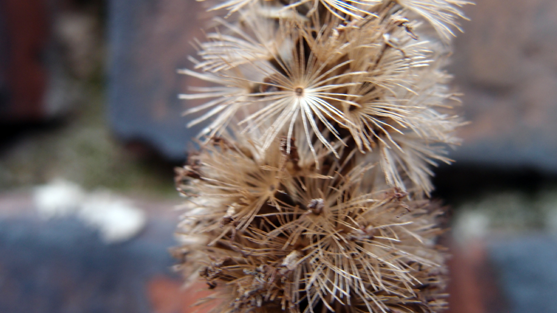 2022-01-28 Das Kleine Regen Rhythmus Orchester (Special Guest: Woodwinds III) (aufm Dach) (Audio, Video)