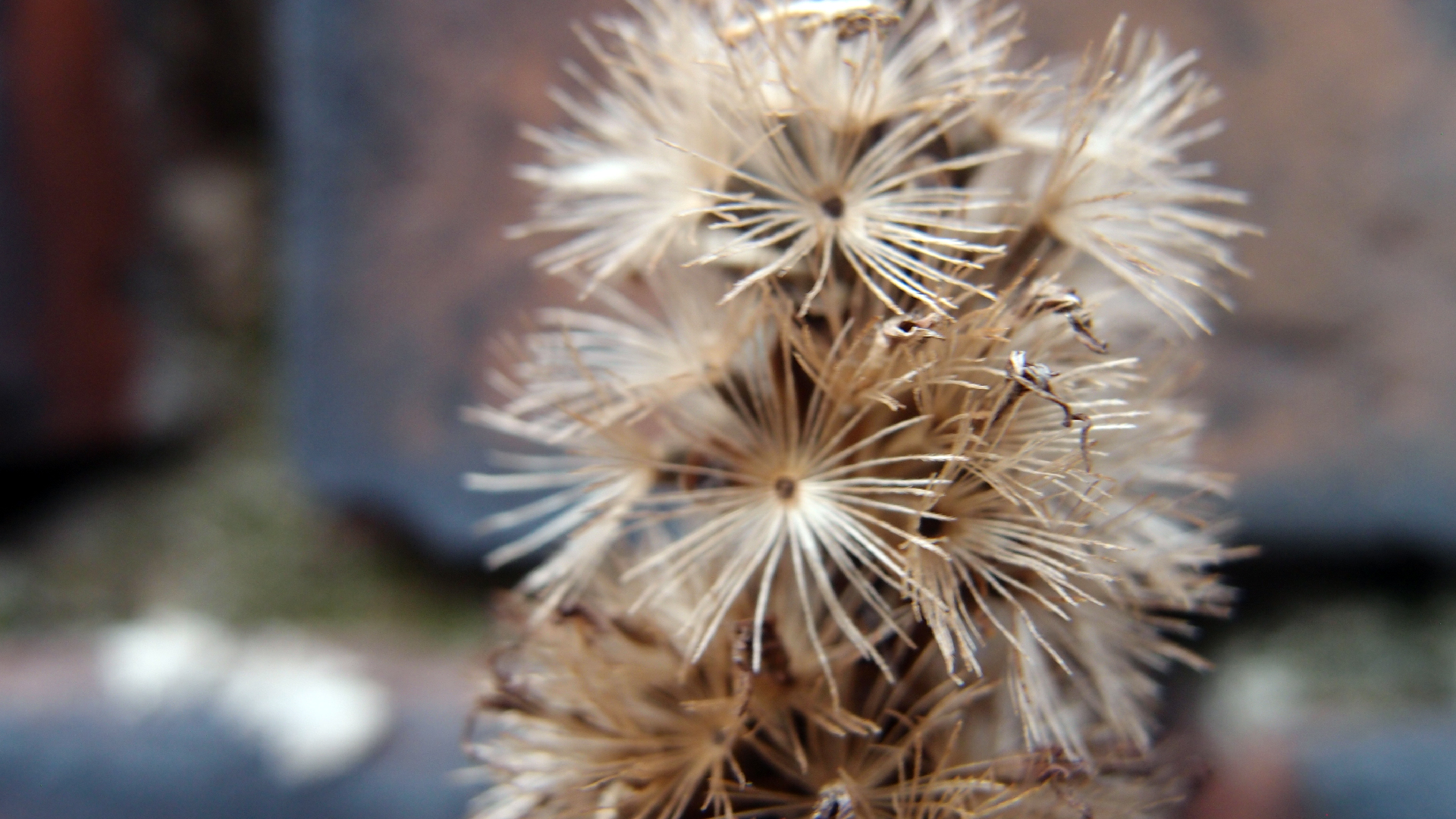 2022-01-28 Das Kleine Regen Rhythmus Orchester (Special Guest: Woodwinds III) (aufm Dach) (Audio, Video)