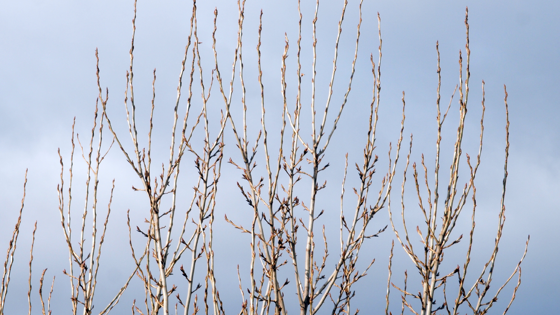 2022-01-28 Das Kleine Regen Rhythmus Orchester (Special Guest: Woodwinds III) (aufm Dach) (Audio, Video)