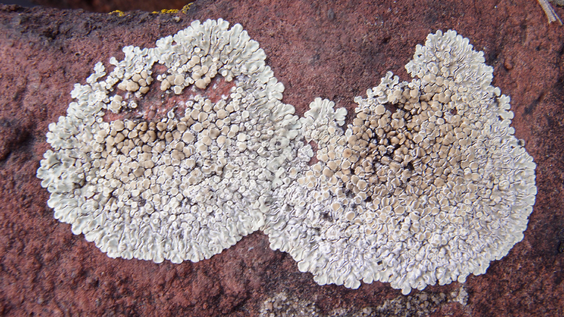 2022-01-28 Das Kleine Regen Rhythmus Orchester (Special Guest: Woodwinds III) (aufm Dach) (Audio, Video)