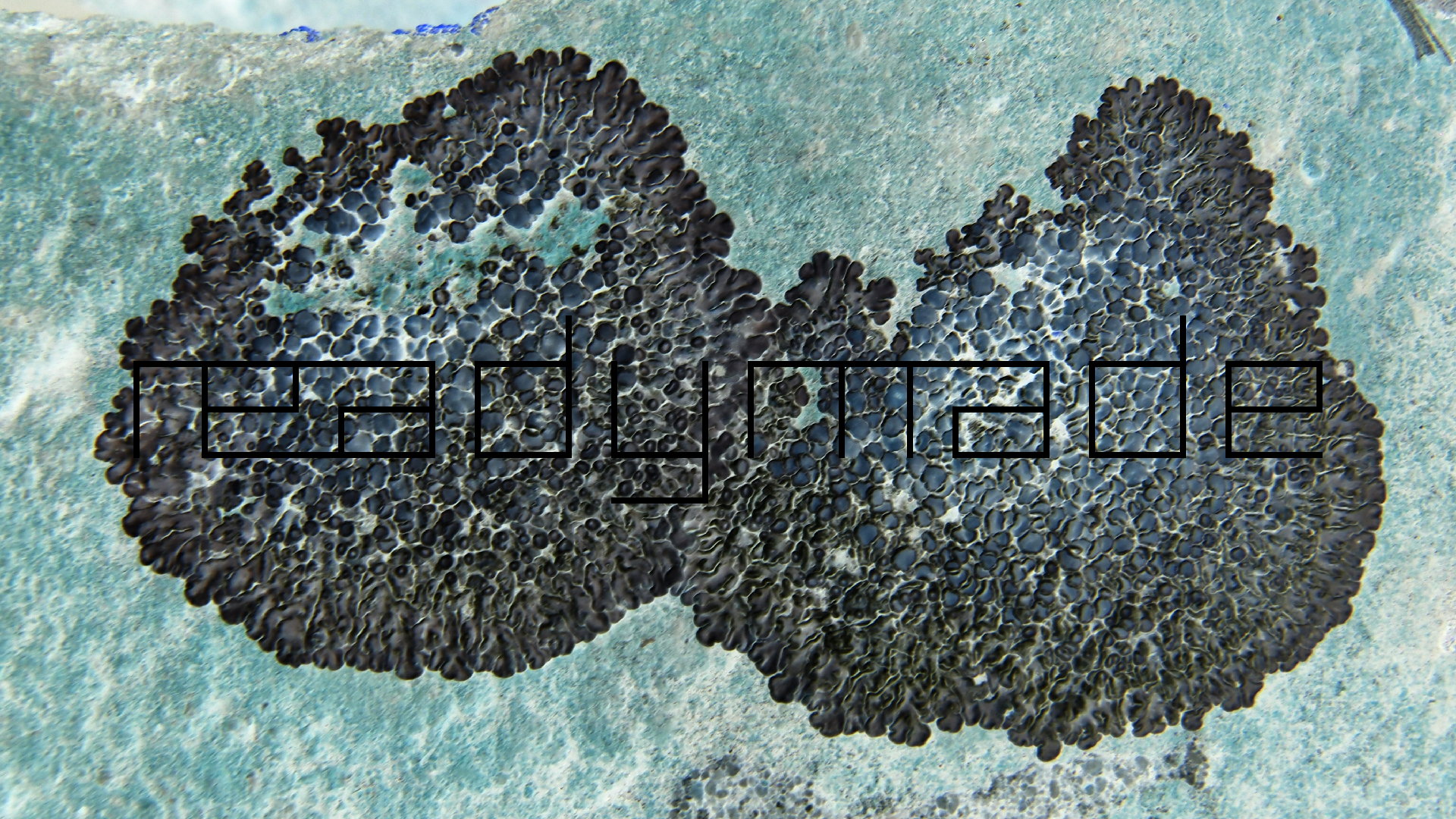 2022-01-28 Das Kleine Regen Rhythmus Orchester (Special Guest: Woodwinds III) (aufm Dach) (Audio, Video)