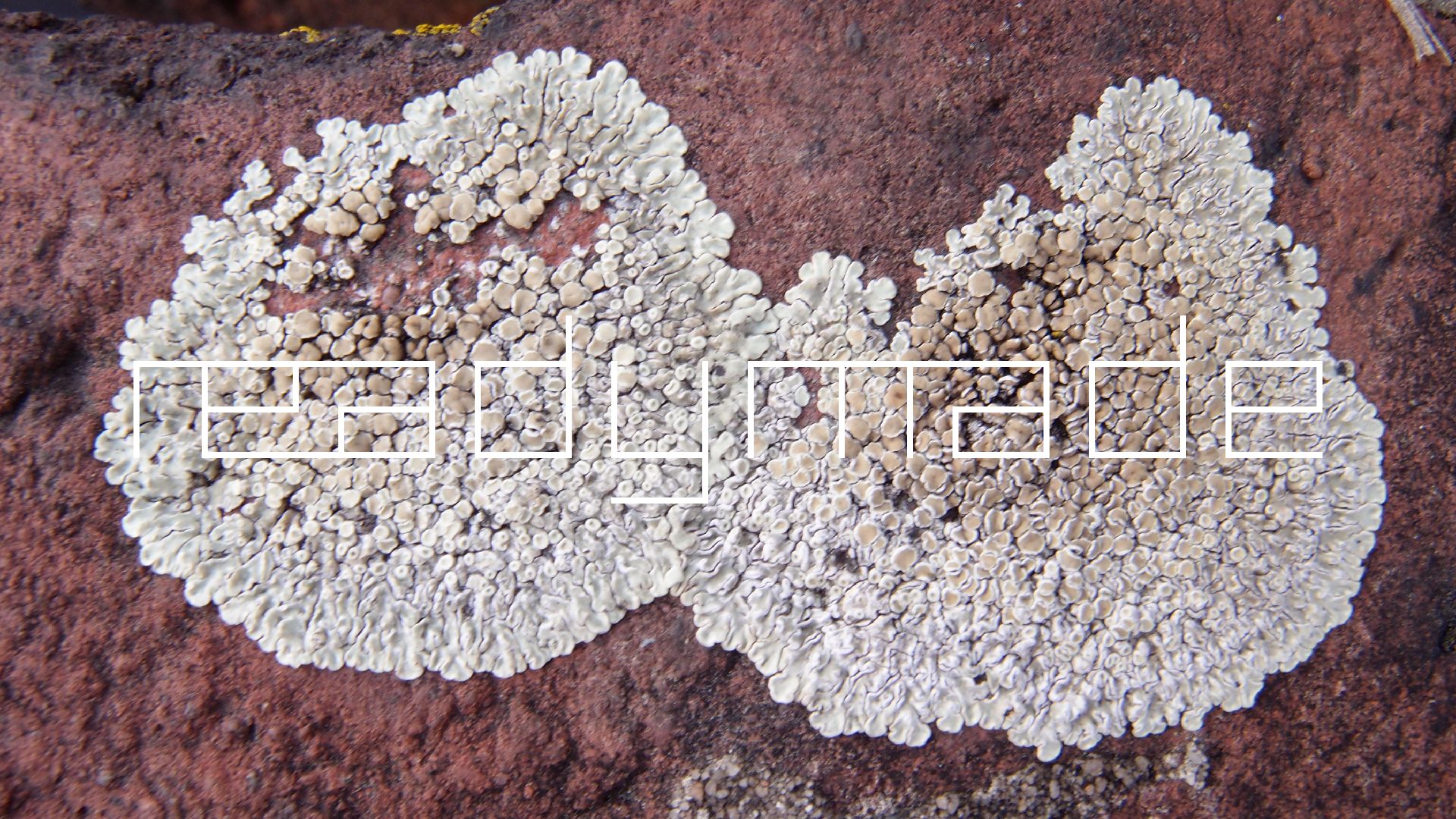 2022-01-28 Das Kleine Regen Rhythmus Orchester (Special Guest: Woodwinds III) (aufm Dach) (Audio, Video)