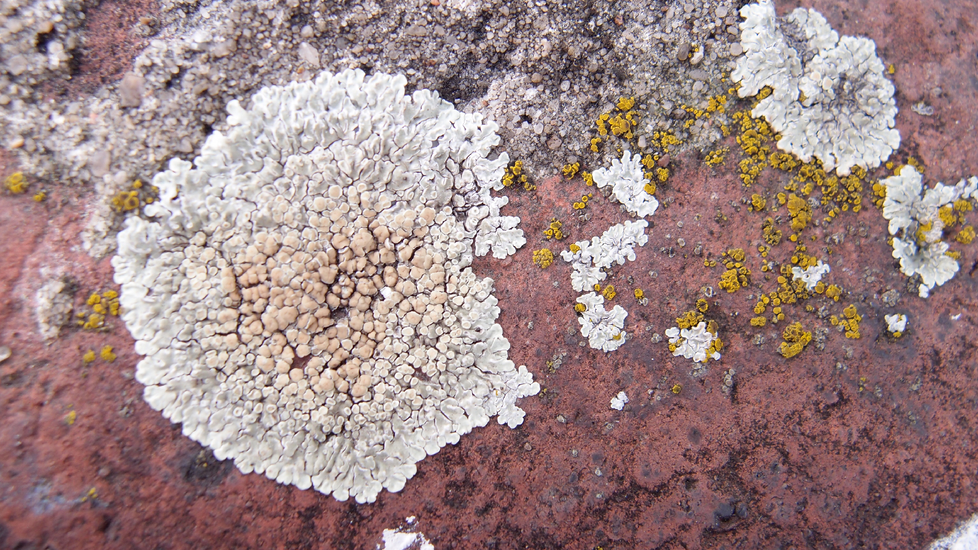 2022-01-28 Das Kleine Regen Rhythmus Orchester (Special Guest: Woodwinds III) (aufm Dach) (Audio, Video)