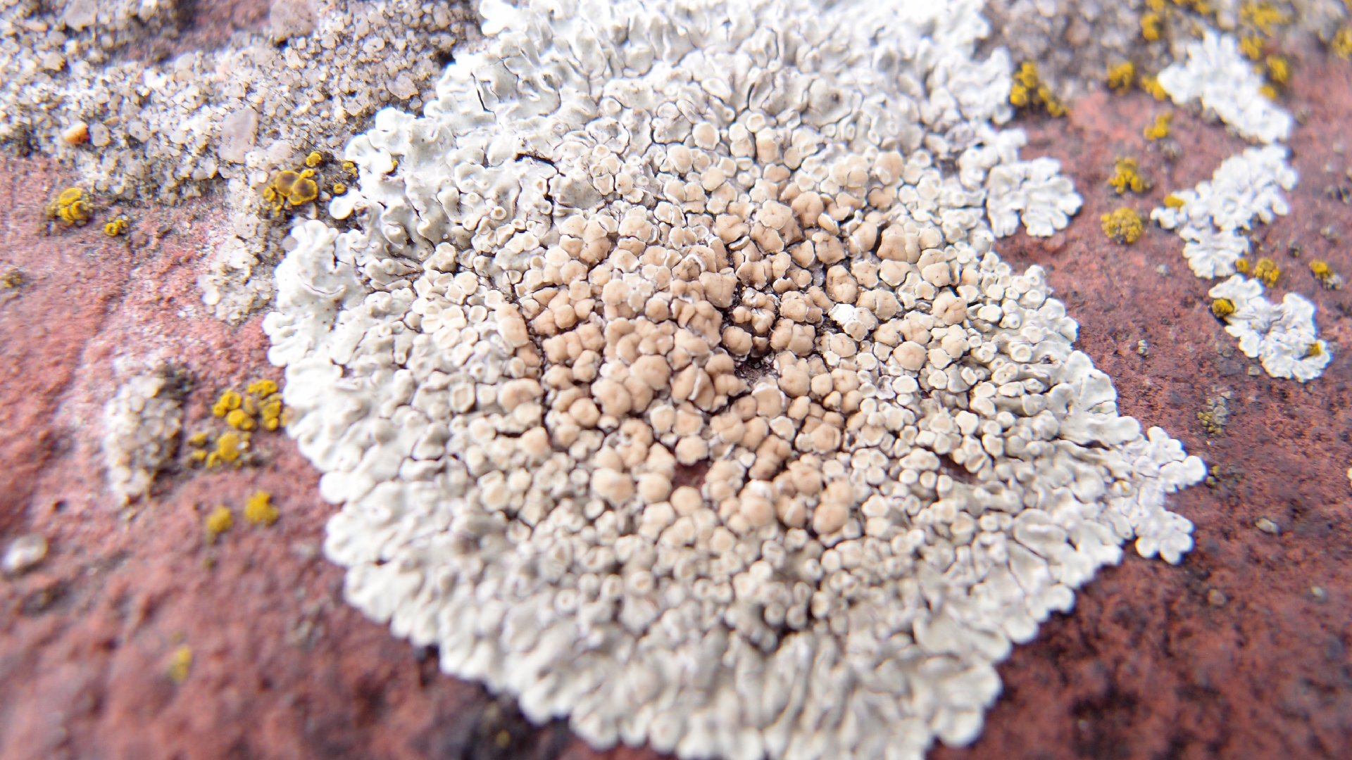 2022-01-28 Das Kleine Regen Rhythmus Orchester (Special Guest: Woodwinds III) (aufm Dach) (Audio, Video)