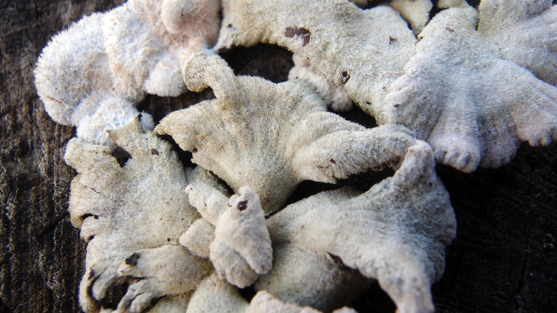 2022-01-28 Das Kleine Regen Rhythmus Orchester (Special Guest: Woodwinds III) (aufm Dach) (Audio, Video)