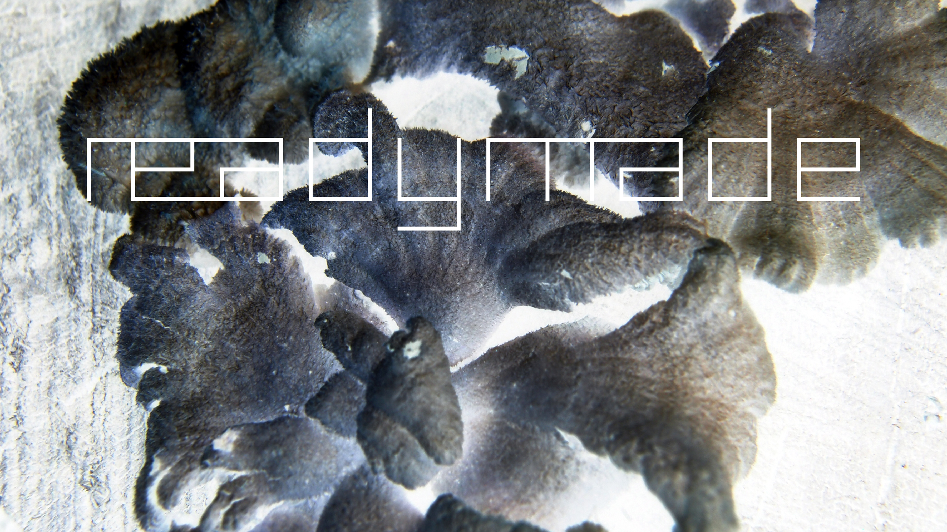 2022-01-28 Das Kleine Regen Rhythmus Orchester (Special Guest: Woodwinds III) (aufm Dach) (Audio, Video)