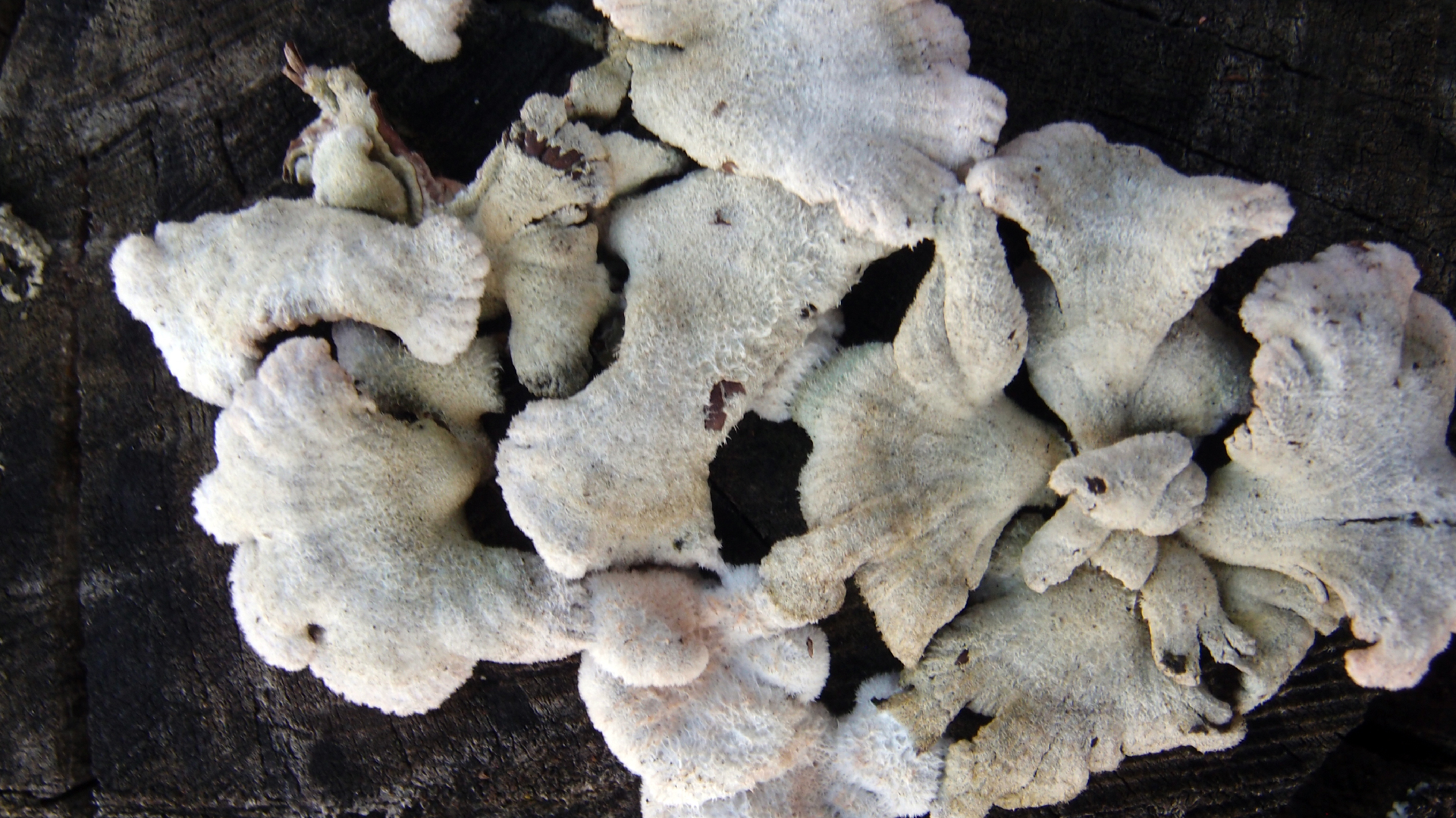 2022-01-28 Das Kleine Regen Rhythmus Orchester (Special Guest: Woodwinds III) (aufm Dach) (Audio, Video)