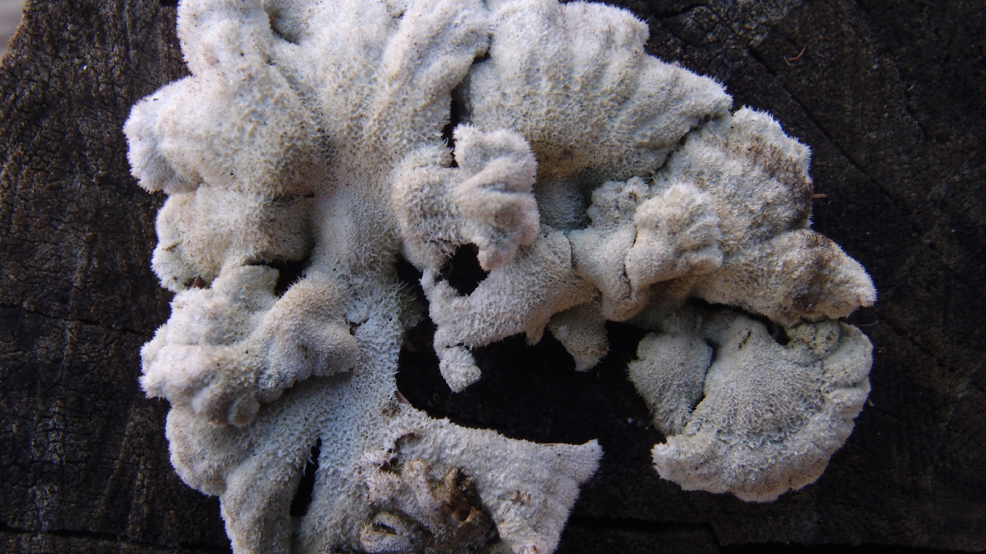 2022-01-28 Das Kleine Regen Rhythmus Orchester (Special Guest: Woodwinds III) (aufm Dach) (Audio, Video)