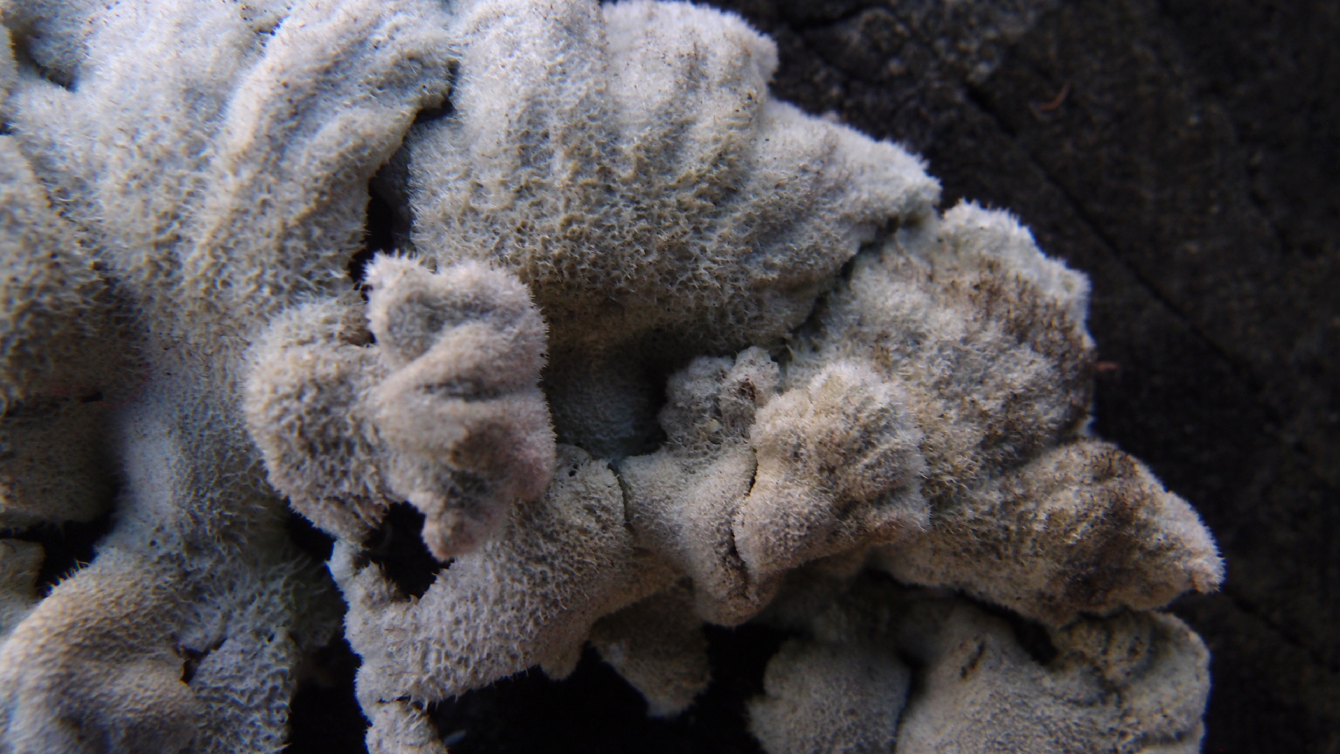 2022-01-28 Das Kleine Regen Rhythmus Orchester (Special Guest: Woodwinds III) (aufm Dach) (Audio, Video)