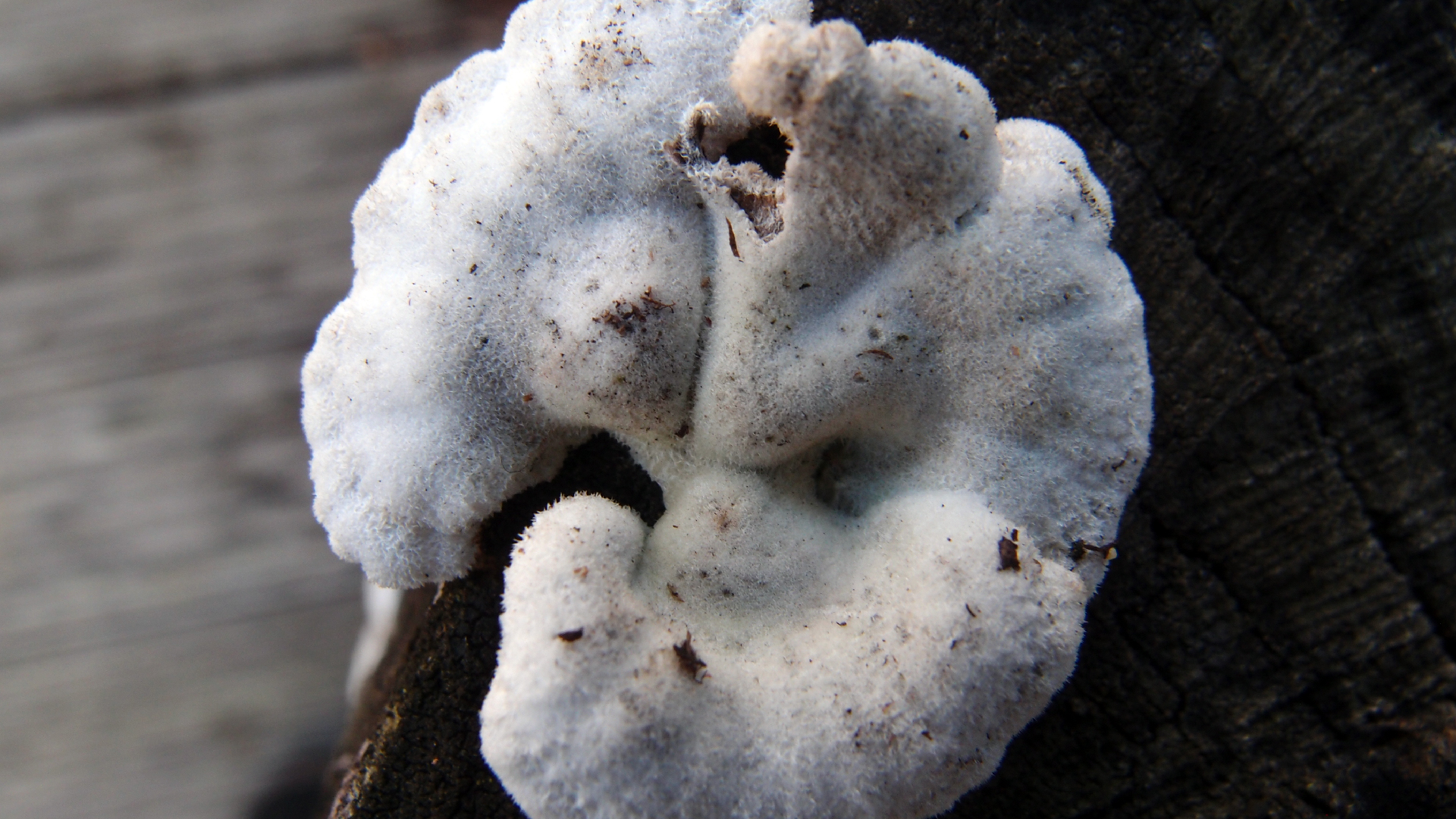 2022-01-28 Das Kleine Regen Rhythmus Orchester (Special Guest: Woodwinds III) (aufm Dach) (Audio, Video)