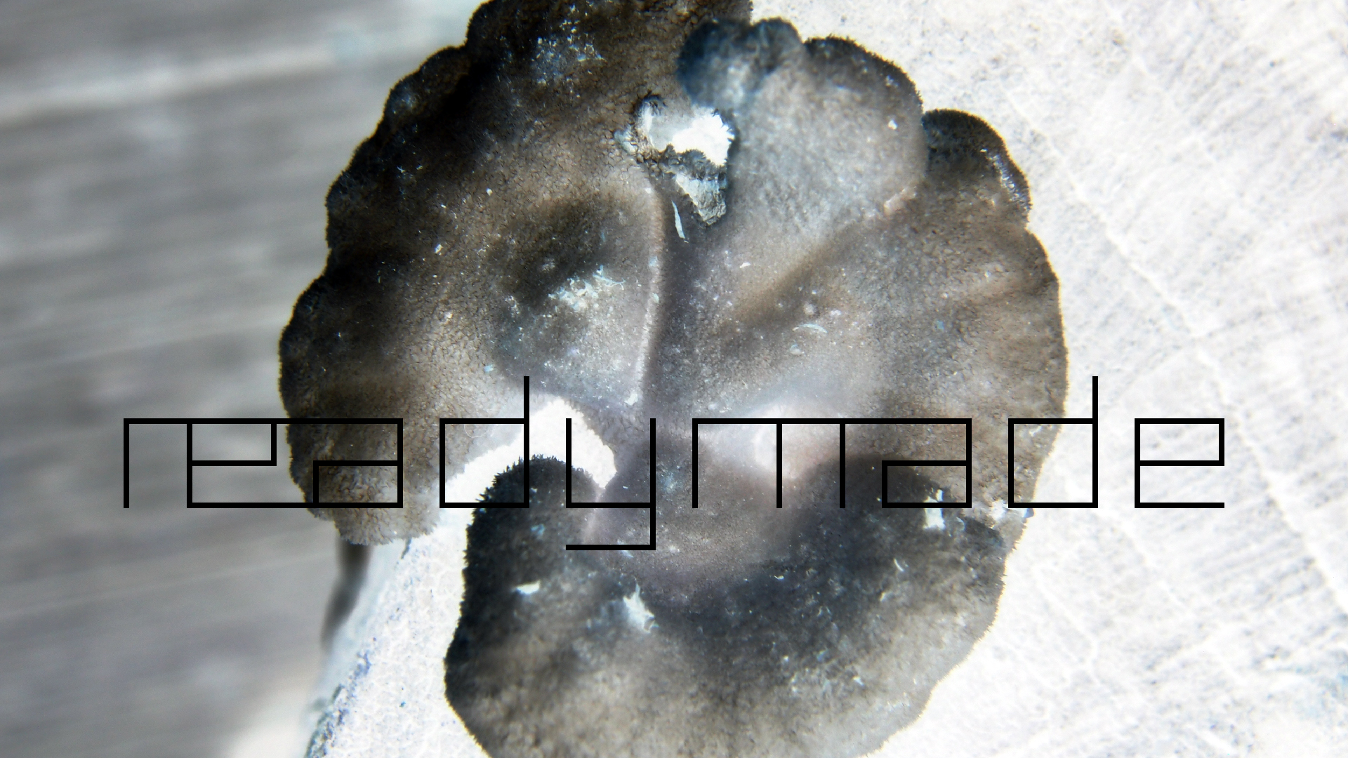 2022-01-28 Das Kleine Regen Rhythmus Orchester (Special Guest: Woodwinds III) (aufm Dach) (Audio, Video)