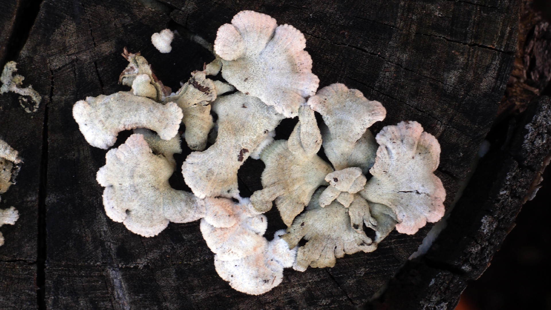 2022-01-28 Das Kleine Regen Rhythmus Orchester (Special Guest: Woodwinds III) (aufm Dach) (Audio, Video)