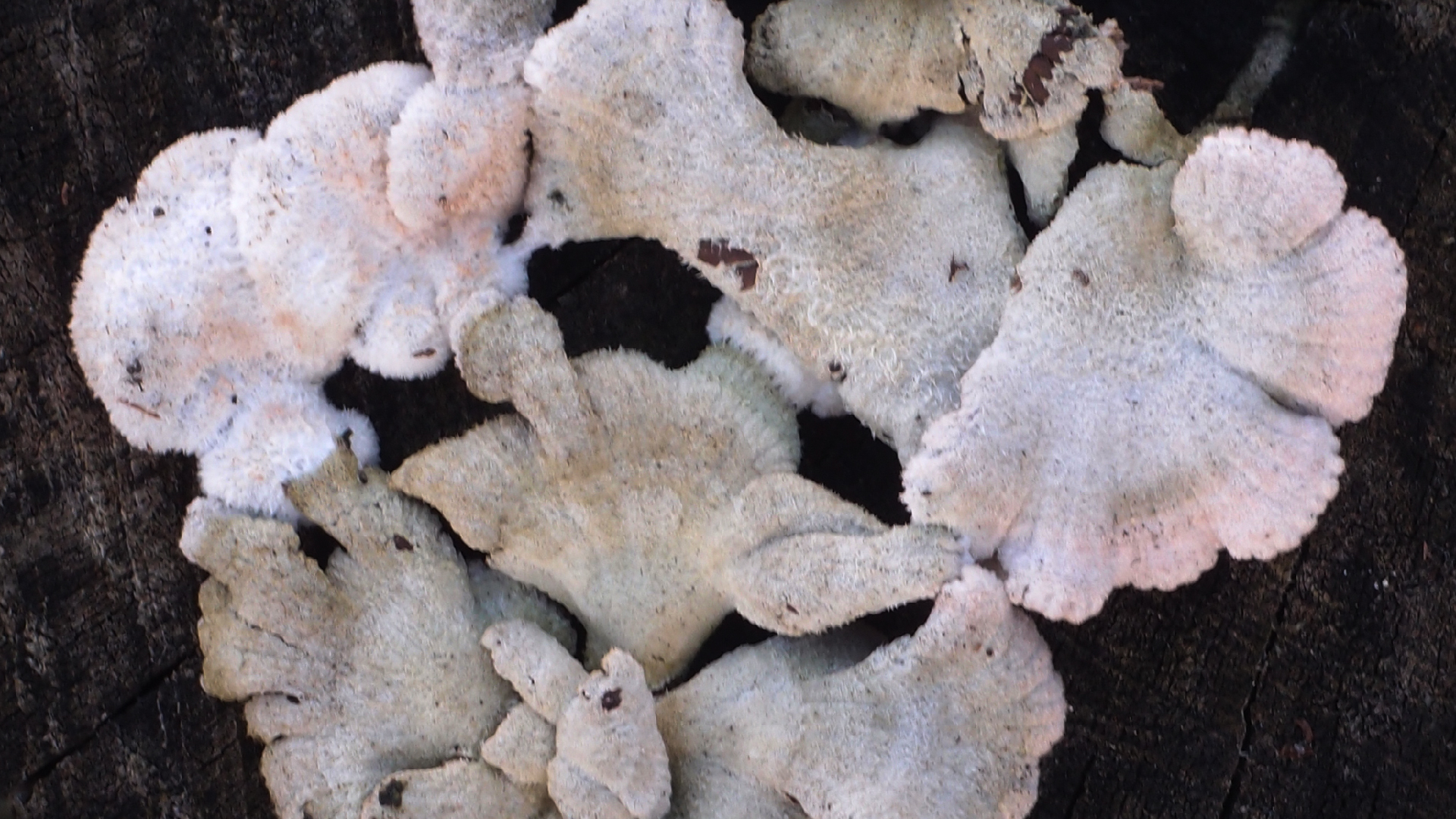 2022-01-28 Das Kleine Regen Rhythmus Orchester (Special Guest: Woodwinds III) (aufm Dach) (Audio, Video)