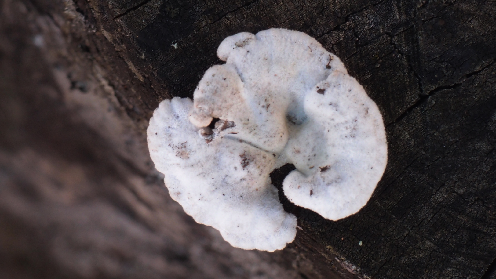 2022-01-28 Das Kleine Regen Rhythmus Orchester (Special Guest: Woodwinds III) (aufm Dach) (Audio, Video)