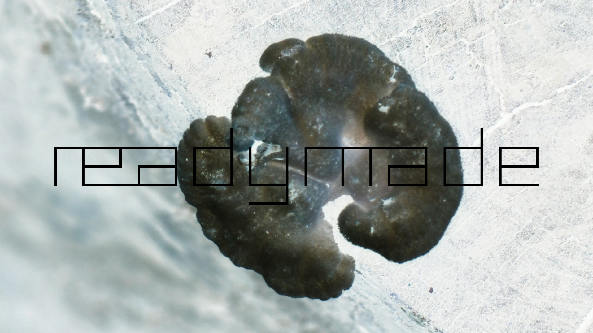 2022-01-28 Das Kleine Regen Rhythmus Orchester (Special Guest: Woodwinds III) (aufm Dach) (Audio, Video)