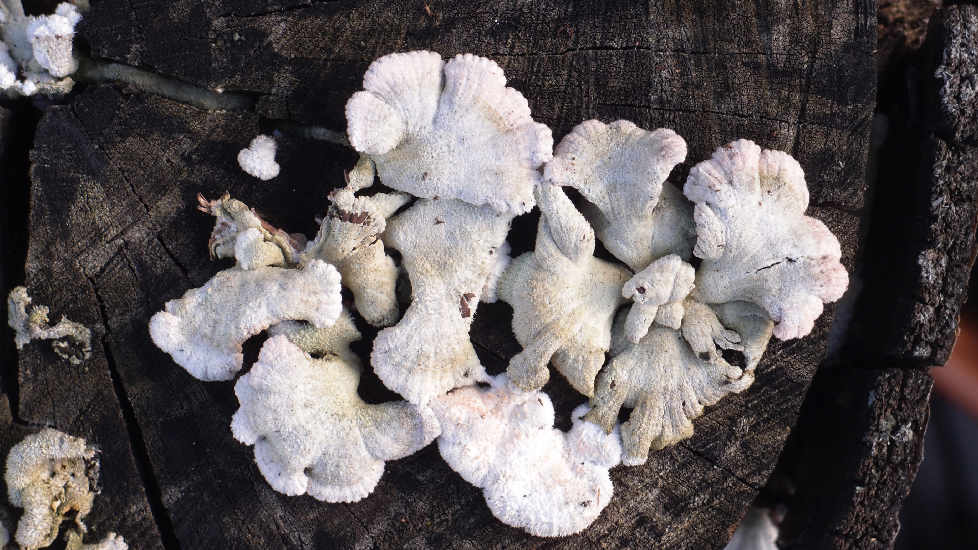 2022-01-28 Das Kleine Regen Rhythmus Orchester (Special Guest: Woodwinds III) (aufm Dach) (Audio, Video)