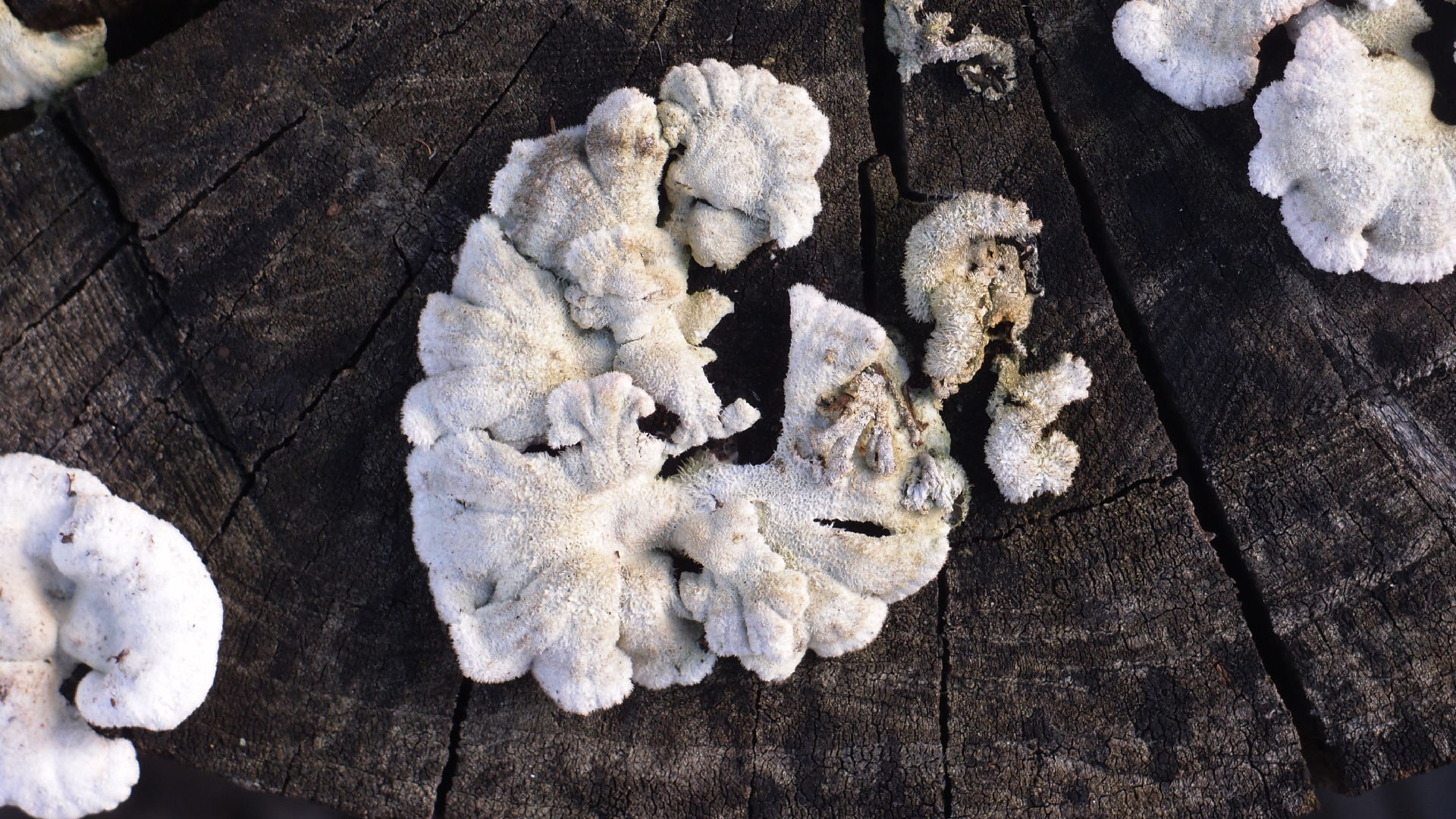 2022-01-28 Das Kleine Regen Rhythmus Orchester (Special Guest: Woodwinds III) (aufm Dach) (Audio, Video)