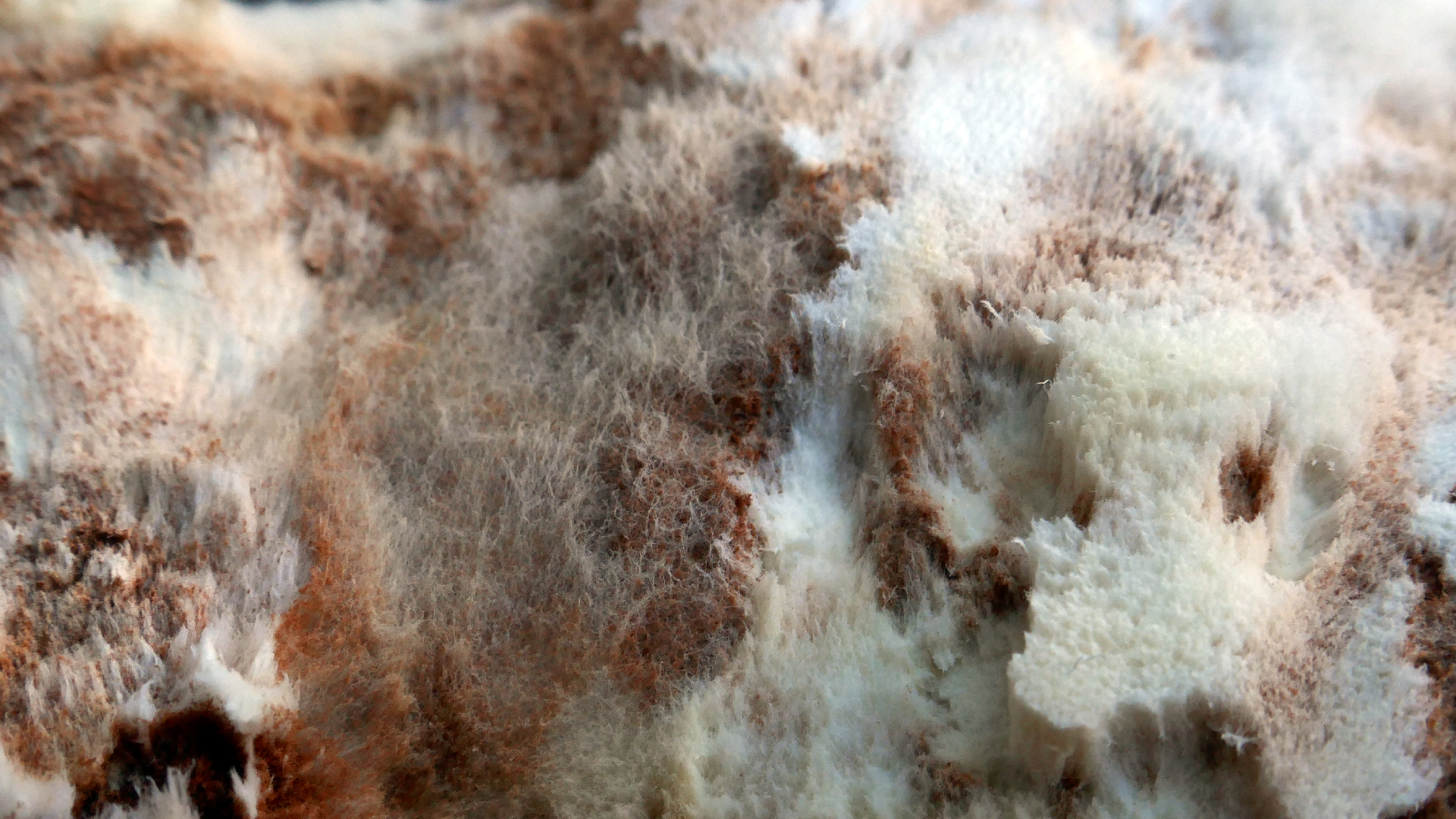 2022-02-16 Das Kleine Regen Rhythmus Orchester (Fensterglas einfach, im Bilderrahmen, III) (Audio, Video)