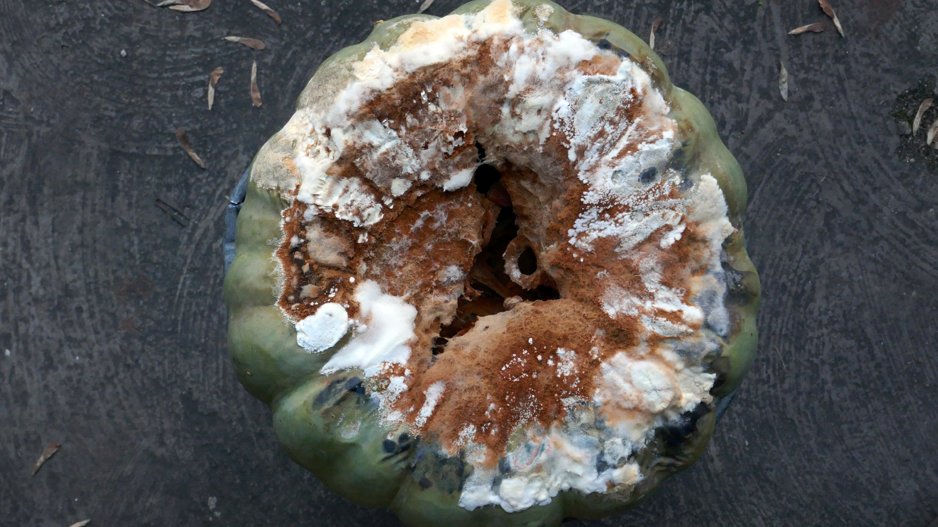 2022-02-16 Das Kleine Regen Rhythmus Orchester (Fensterglas einfach, im Bilderrahmen, III) (Audio, Video)