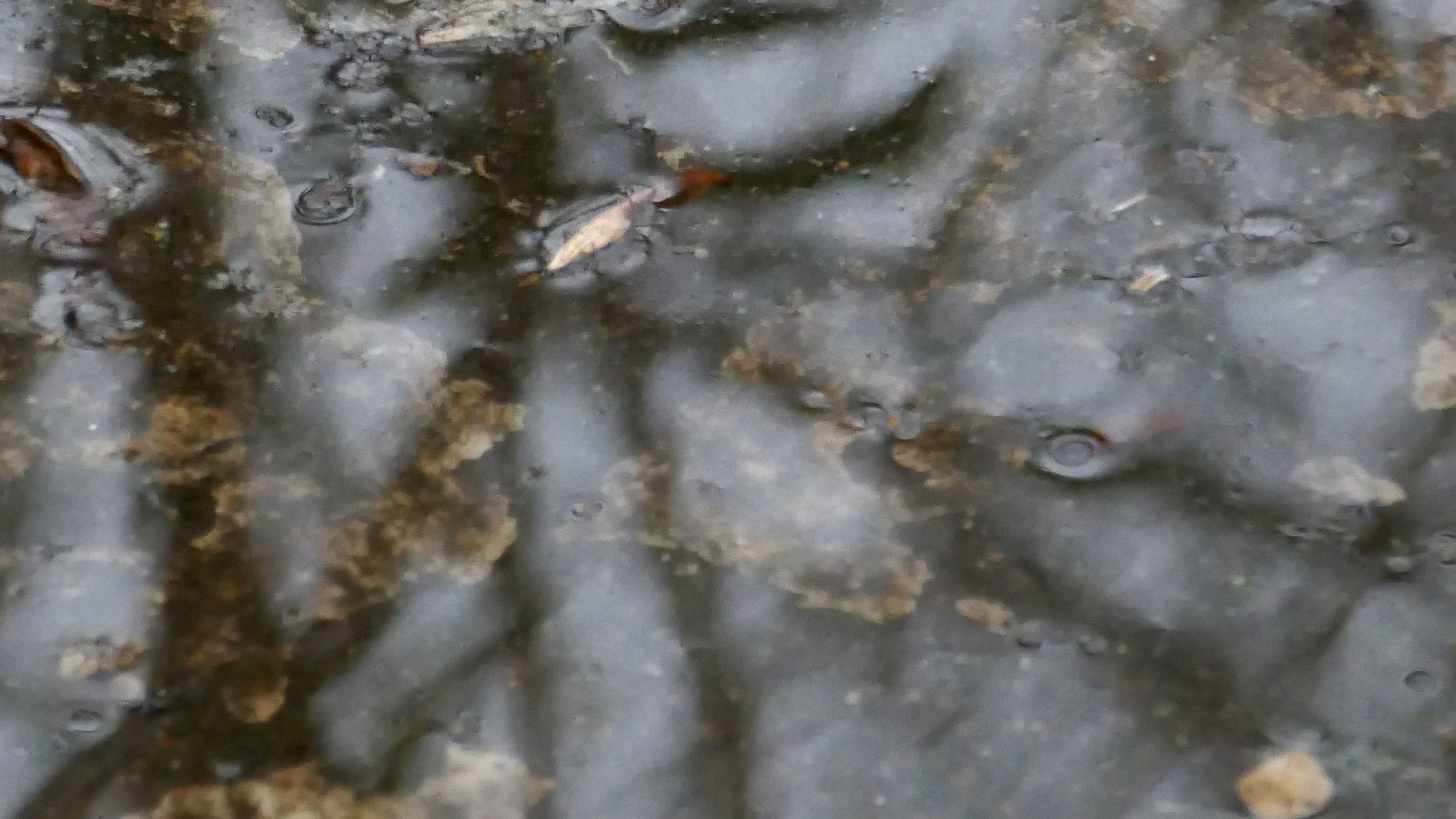 2022-02-17 Das Kleine Regen Rhythmus Orchester - Regen und Wind (Audio, Video)