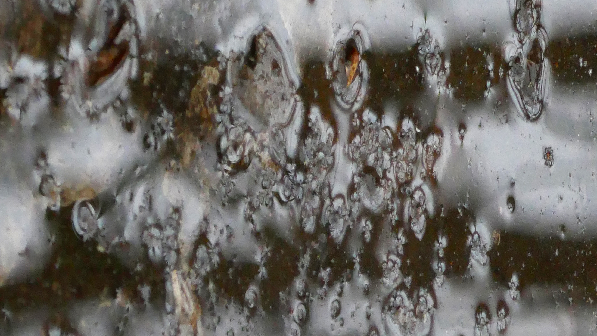 2022-02-17 Das Kleine Regen Rhythmus Orchester - Regen und Wind (Audio, Video)