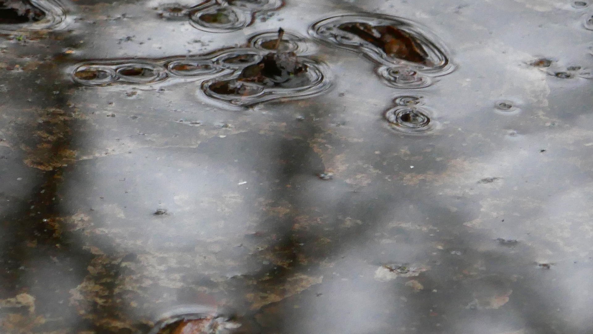 2022-02-17 Das Kleine Regen Rhythmus Orchester - Regen und Wind (Audio, Video)