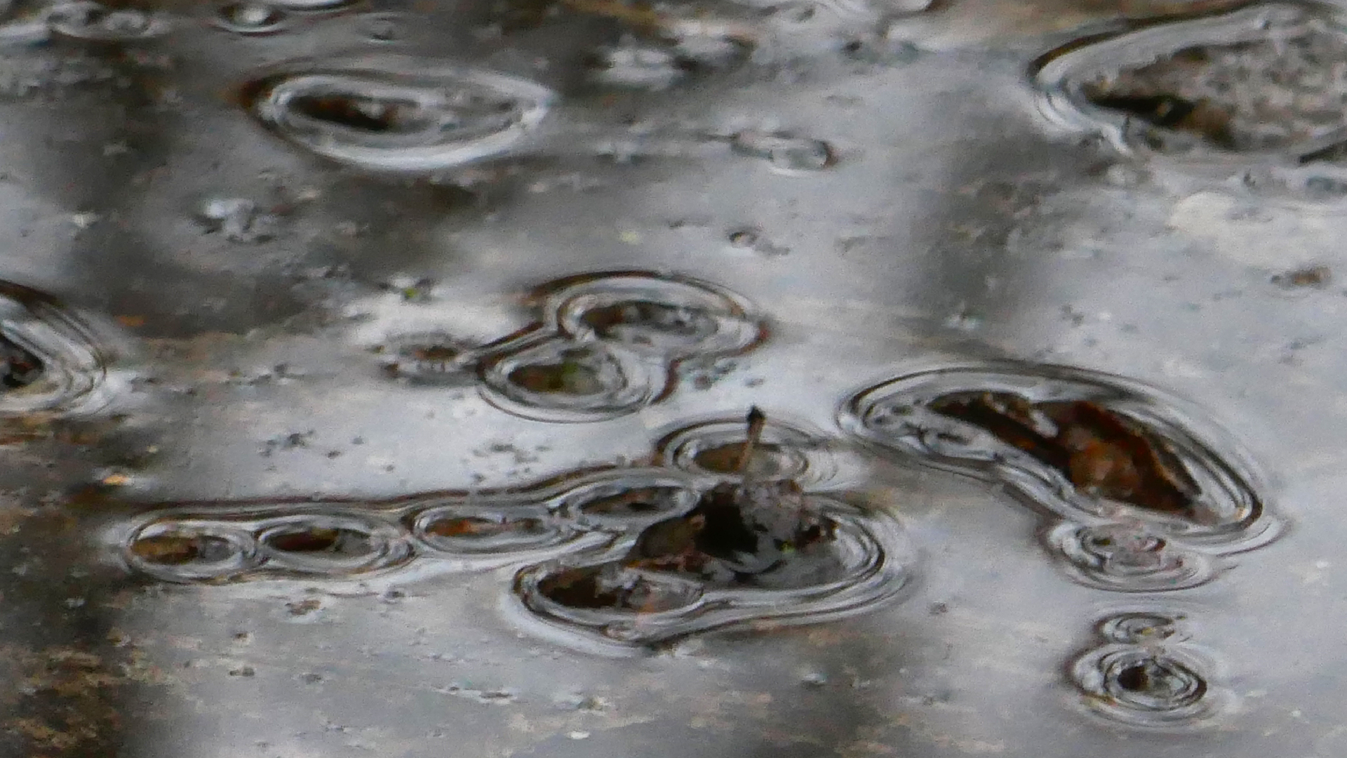 2022-02-17 Das Kleine Regen Rhythmus Orchester - Regen und Wind (Audio, Video)