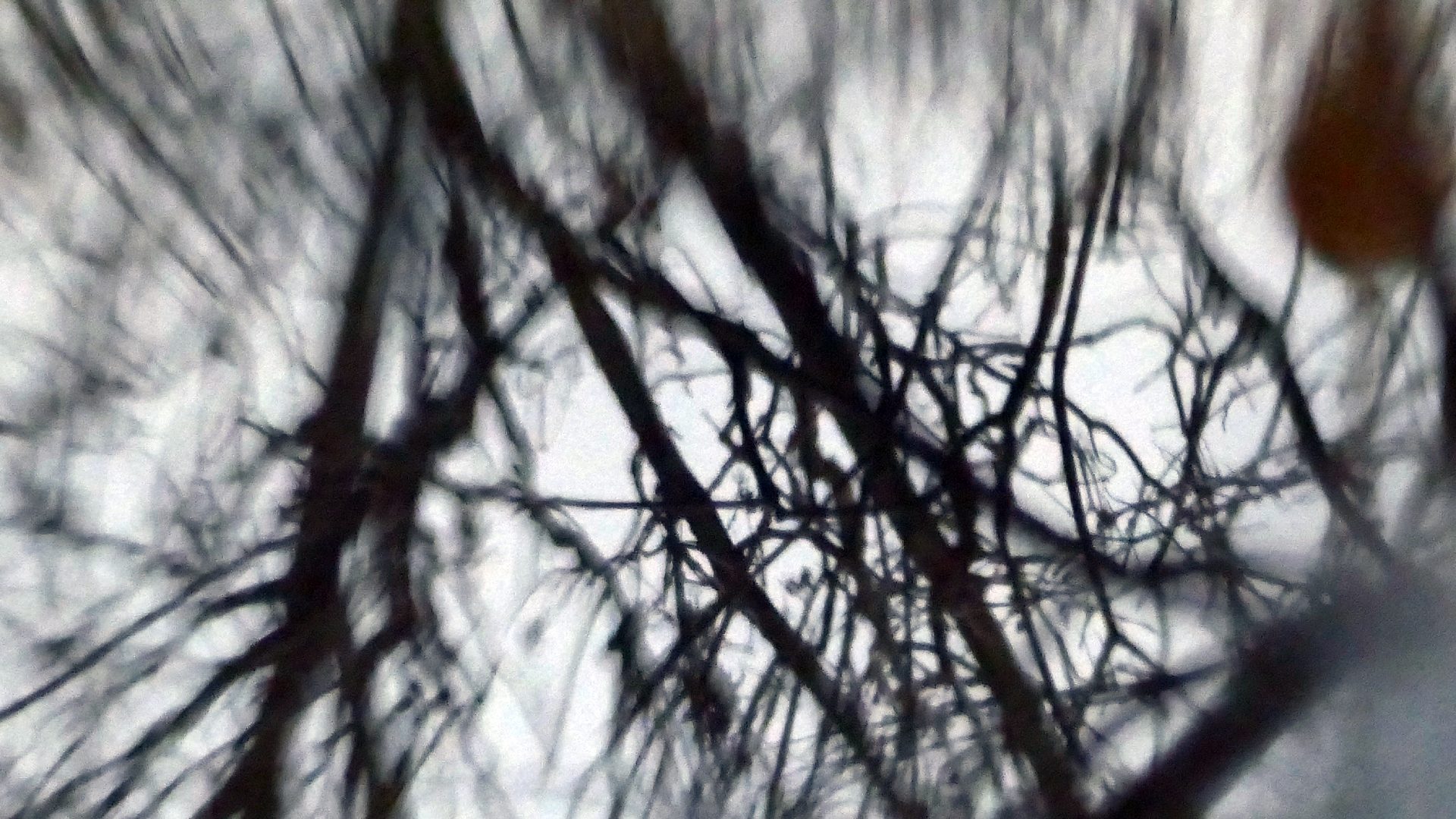 2022-02-17 Das Kleine Regen Rhythmus Orchester - Regen und Wind (Audio, Video)