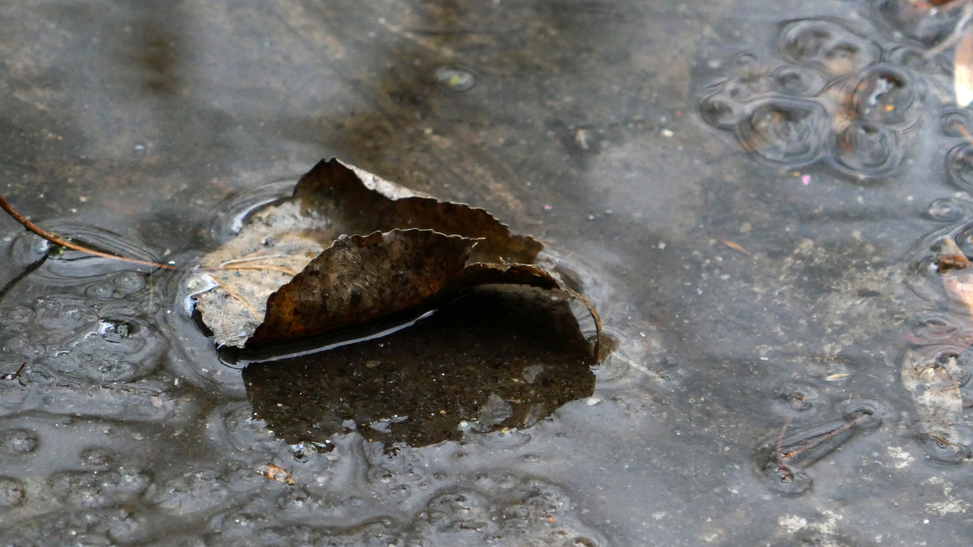 2022-02-17 Das Kleine Regen Rhythmus Orchester - Regen und Wind (Audio, Video)