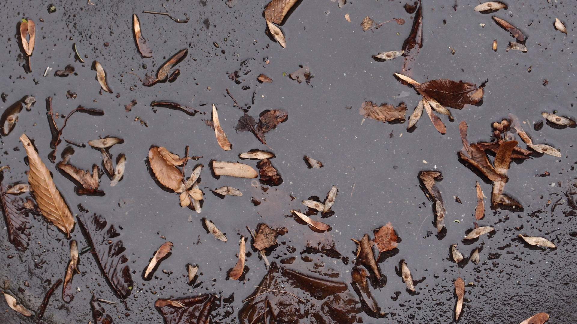 2022-02-17 Das Kleine Regen Rhythmus Orchester - Regen und Wind (Audio, Video)