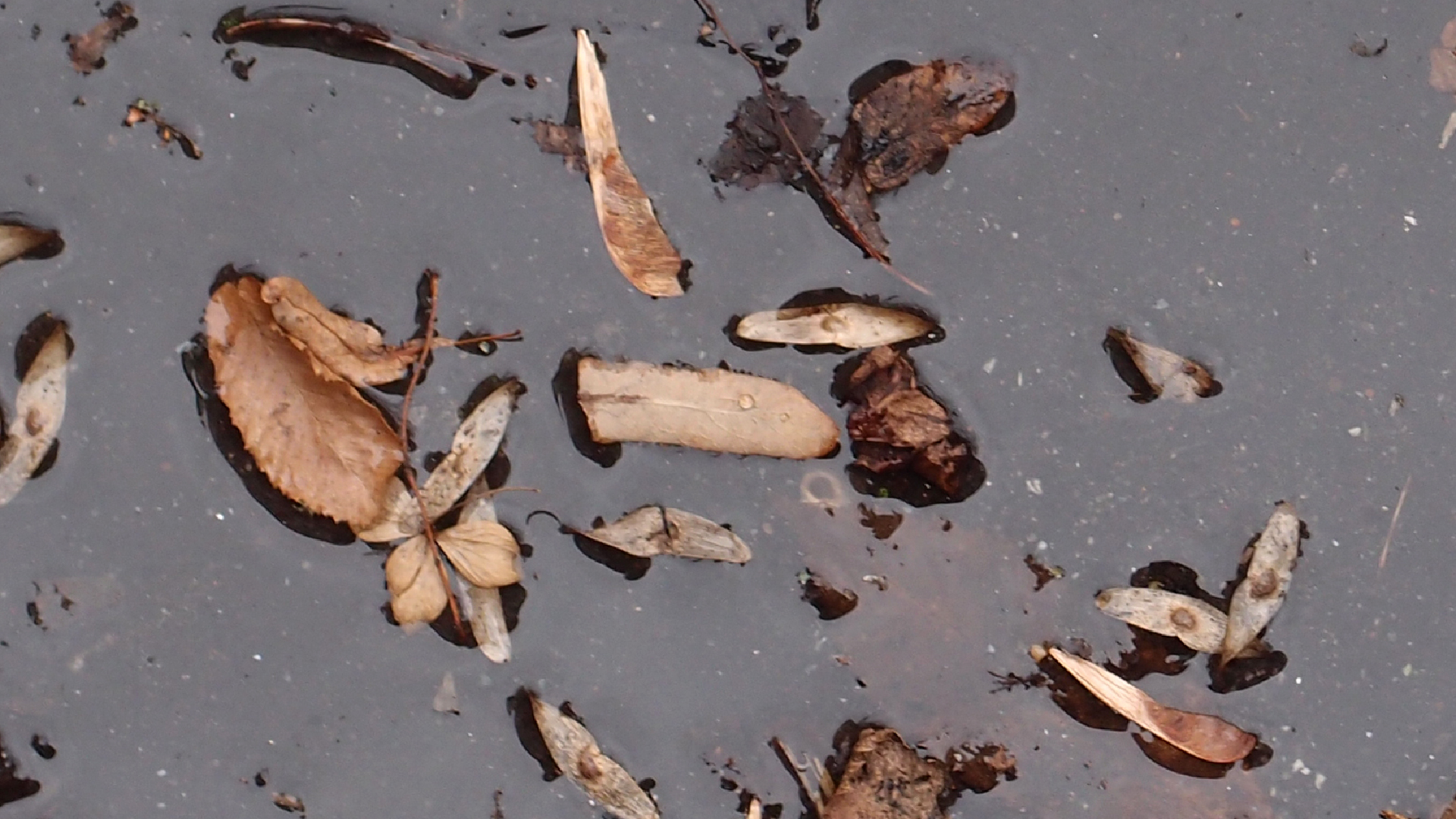 2022-02-17 Das Kleine Regen Rhythmus Orchester - Regen und Wind (Audio, Video)