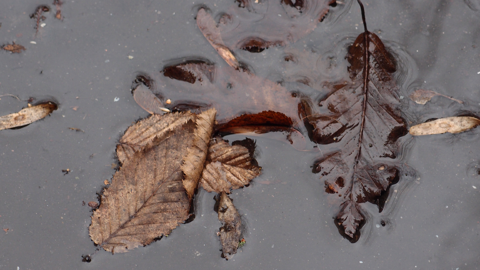2022-02-17 Das Kleine Regen Rhythmus Orchester - Regen und Wind (Audio, Video)