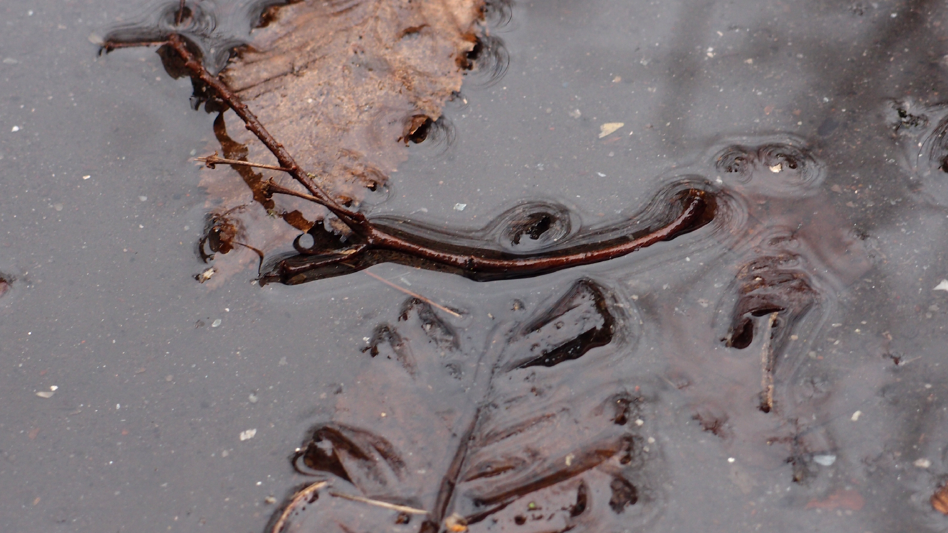 2022-02-17 Das Kleine Regen Rhythmus Orchester - Regen und Wind (Audio, Video)