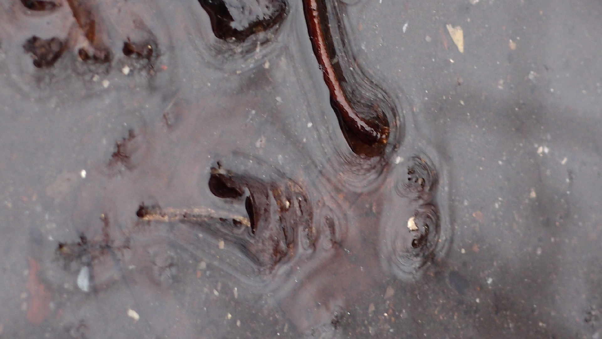 2022-02-17 Das Kleine Regen Rhythmus Orchester - Regen und Wind (Audio, Video)