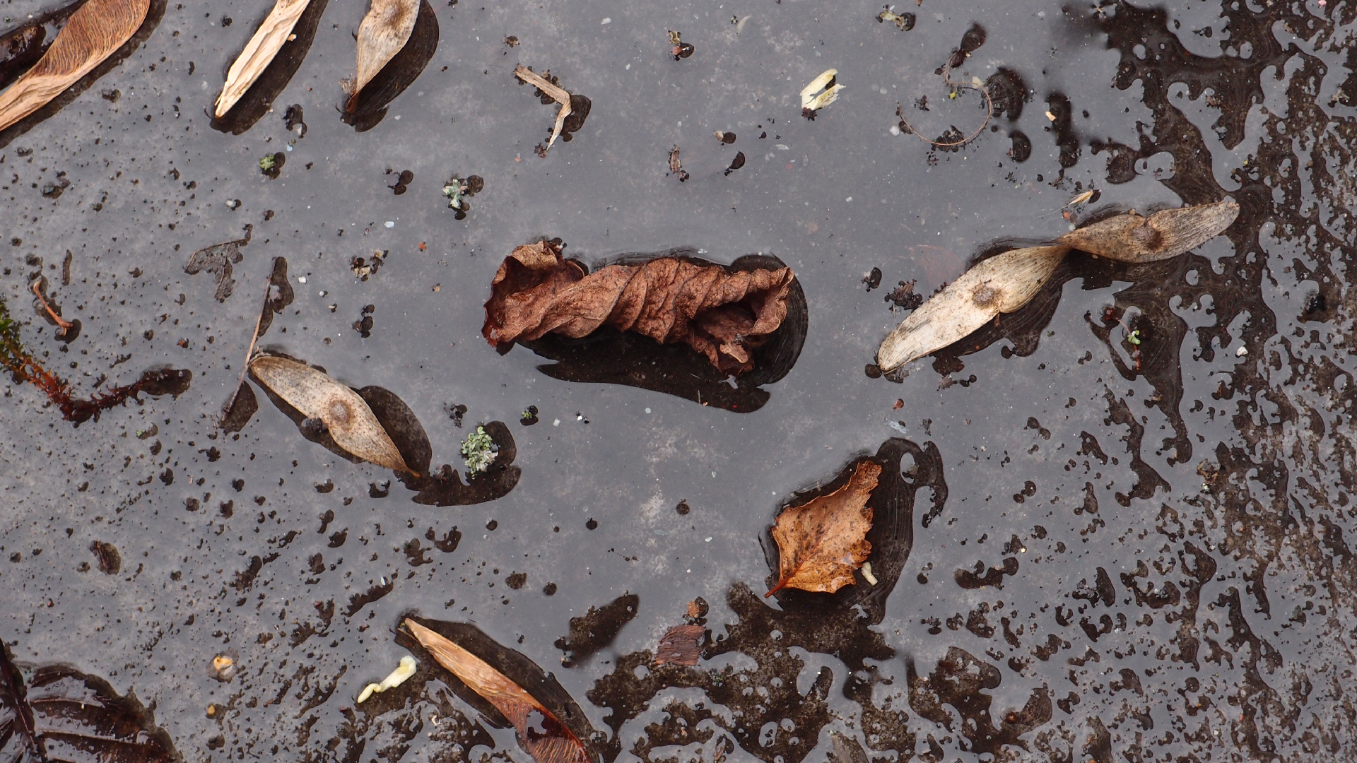 2022-02-17 Das Kleine Regen Rhythmus Orchester - Regen und Wind (Audio, Video)