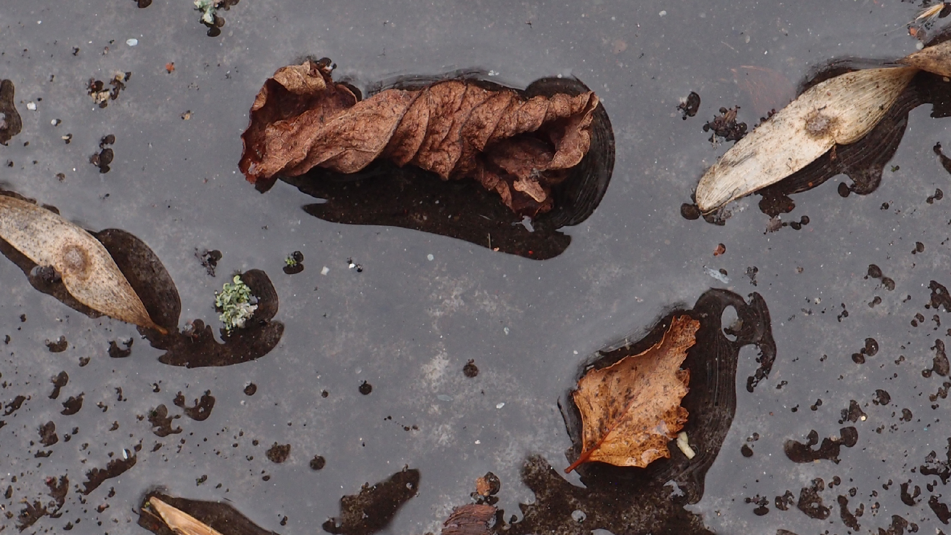 2022-02-17 Das Kleine Regen Rhythmus Orchester - Regen und Wind (Audio, Video)