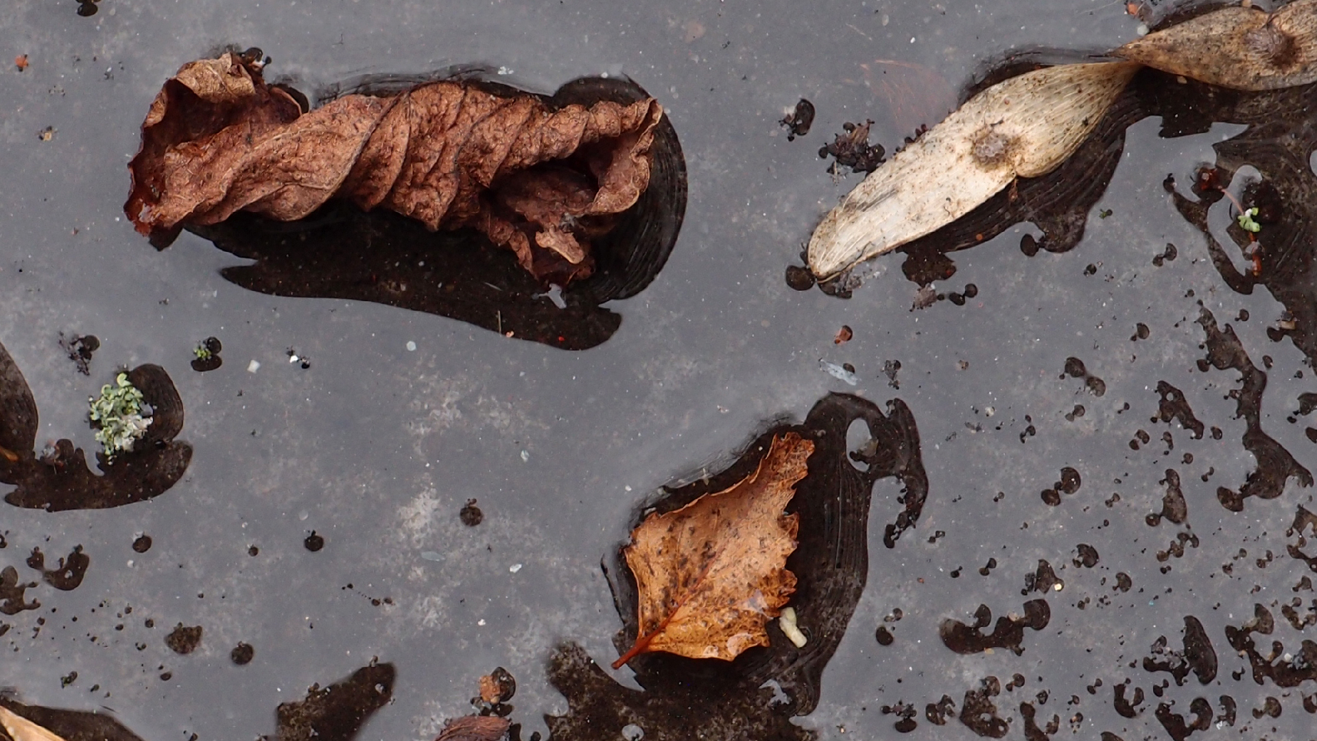 2022-02-17 Das Kleine Regen Rhythmus Orchester - Regen und Wind (Audio, Video)