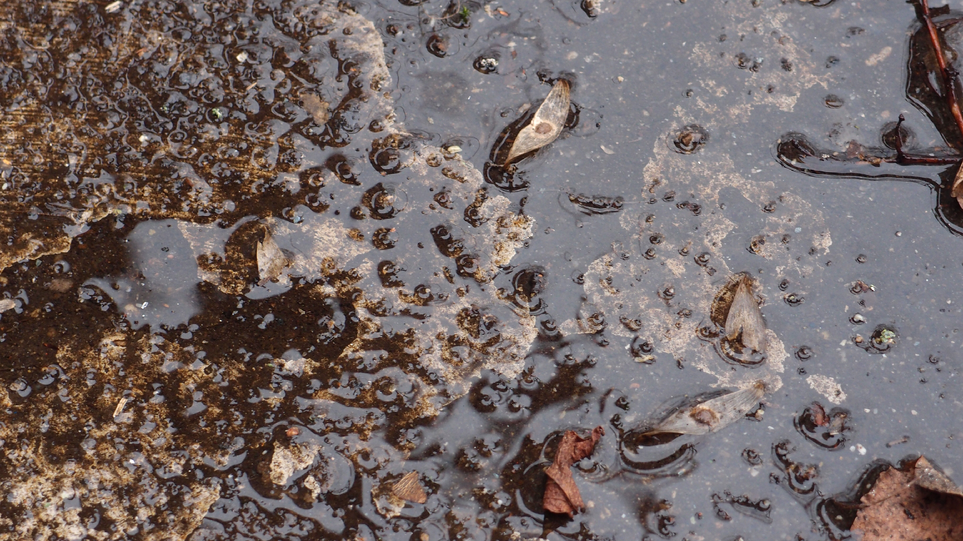 2022-02-17 Das Kleine Regen Rhythmus Orchester - Regen und Wind (Audio, Video)