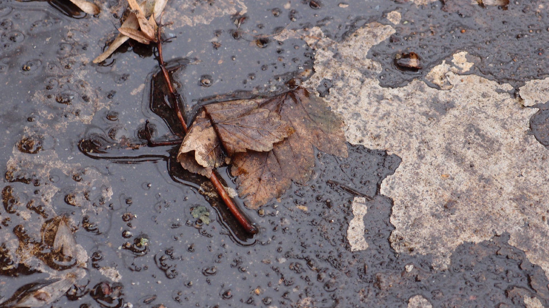 2022-02-17 Das Kleine Regen Rhythmus Orchester - Regen und Wind (Audio, Video)