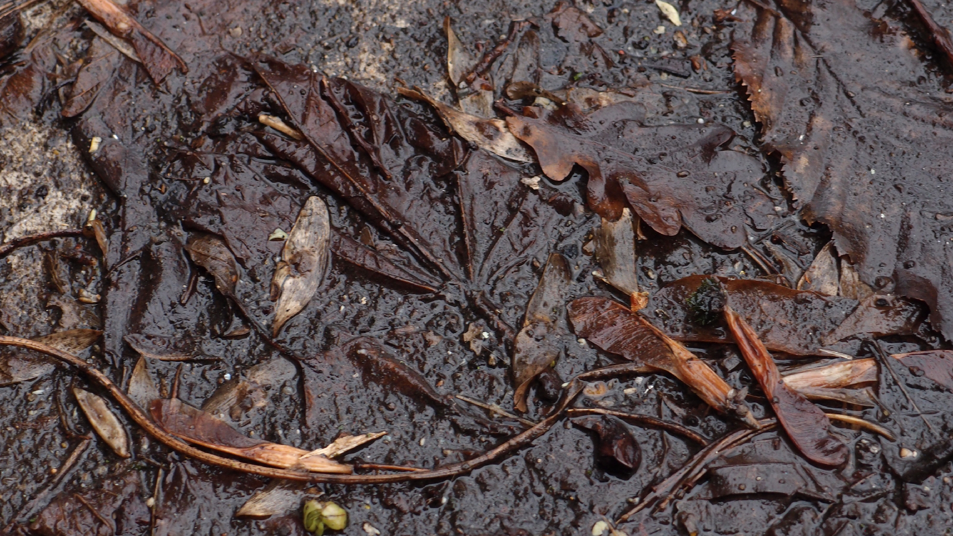 2022-02-17 Das Kleine Regen Rhythmus Orchester - Regen und Wind (Audio, Video)