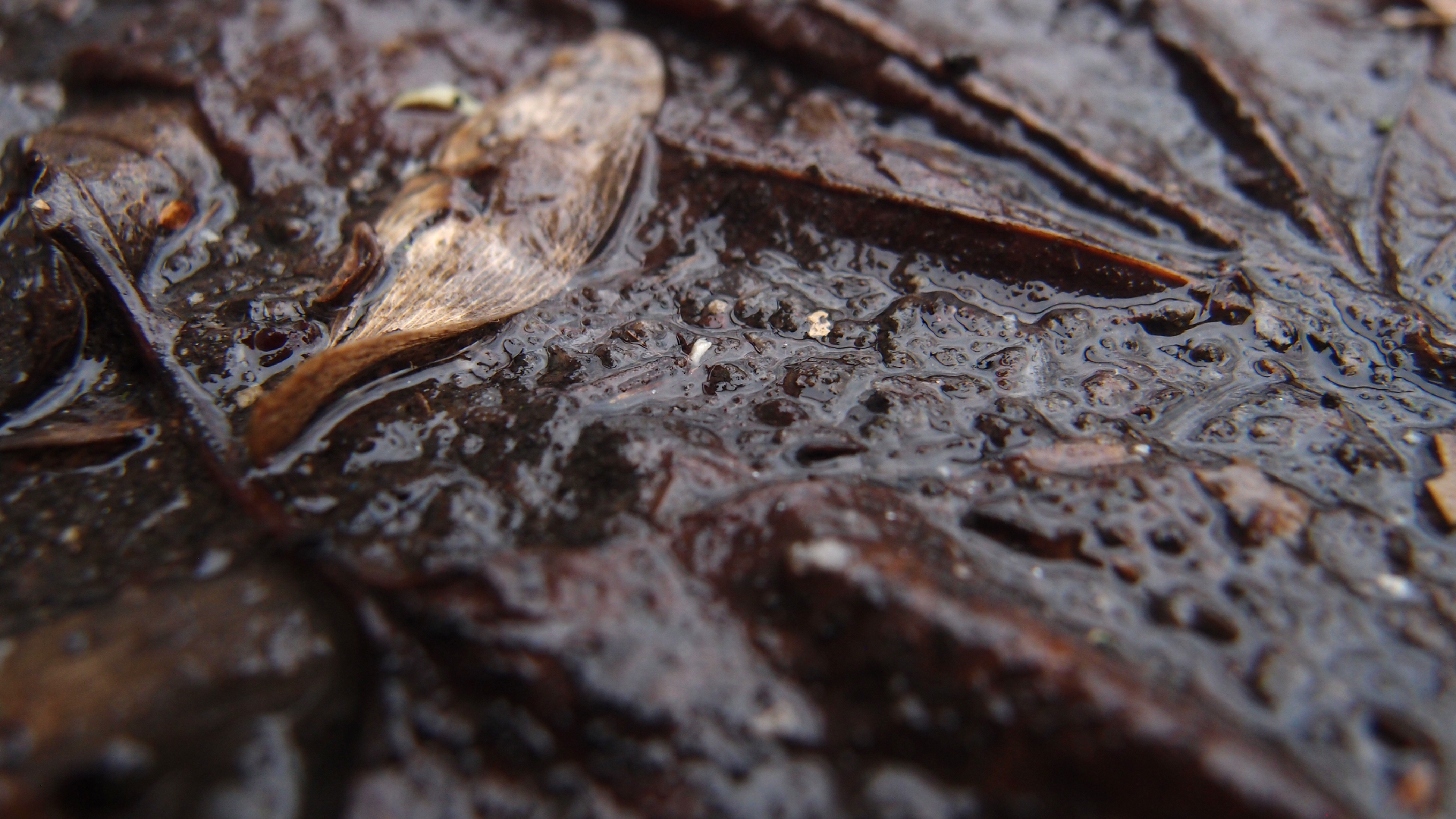 2022-02-17 Das Kleine Regen Rhythmus Orchester - Regen und Wind (Audio, Video)