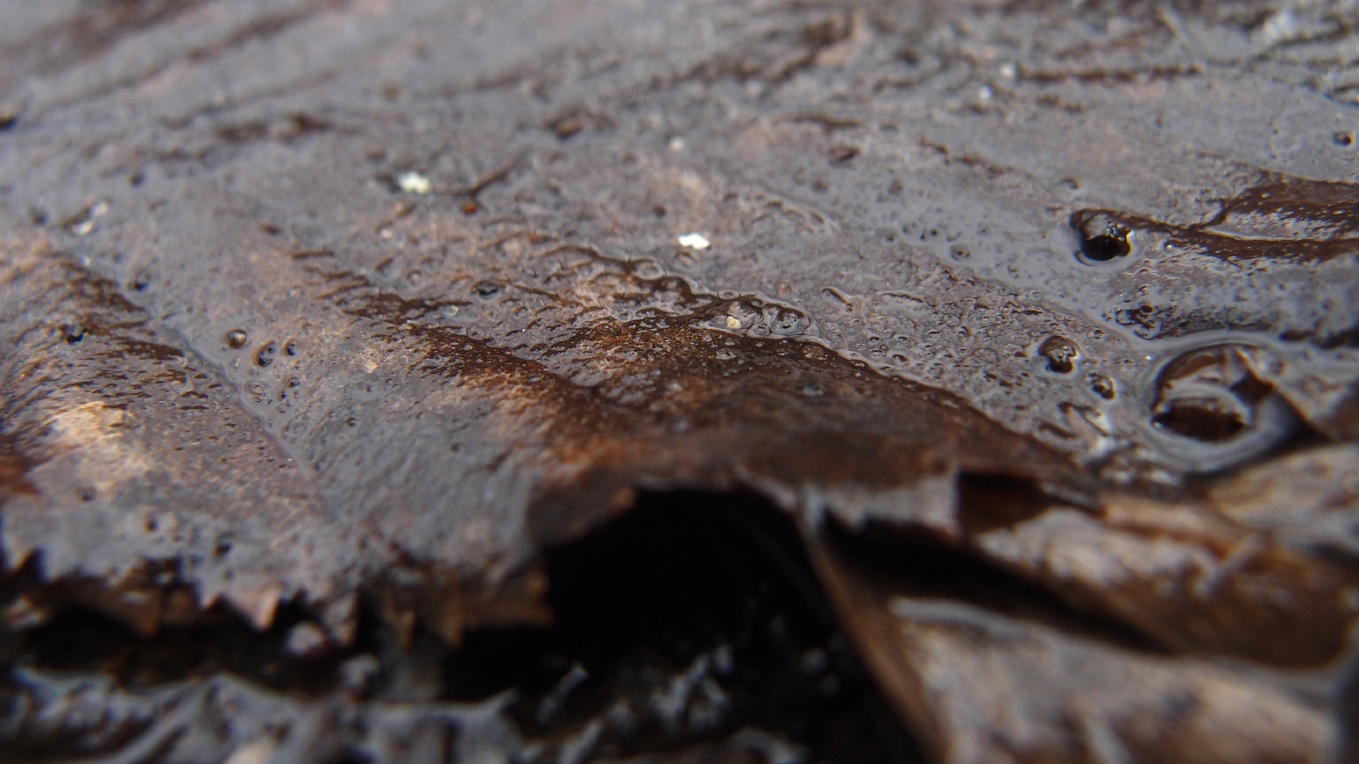 2022-02-17 Das Kleine Regen Rhythmus Orchester - Regen und Wind (Audio, Video)