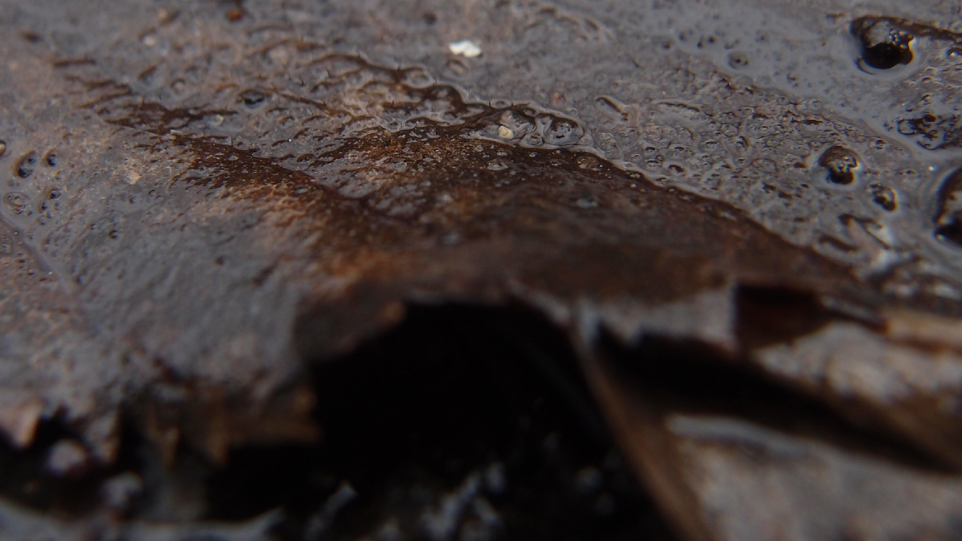 2022-02-17 Das Kleine Regen Rhythmus Orchester - Regen und Wind (Audio, Video)